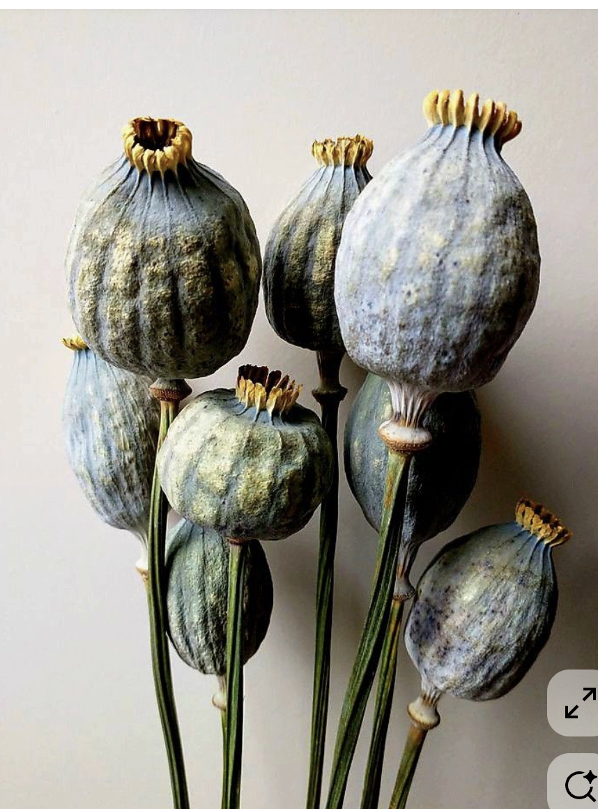 A bouquet of dried poppy seed pods with elongated stems and textured, rounded seed capsules.