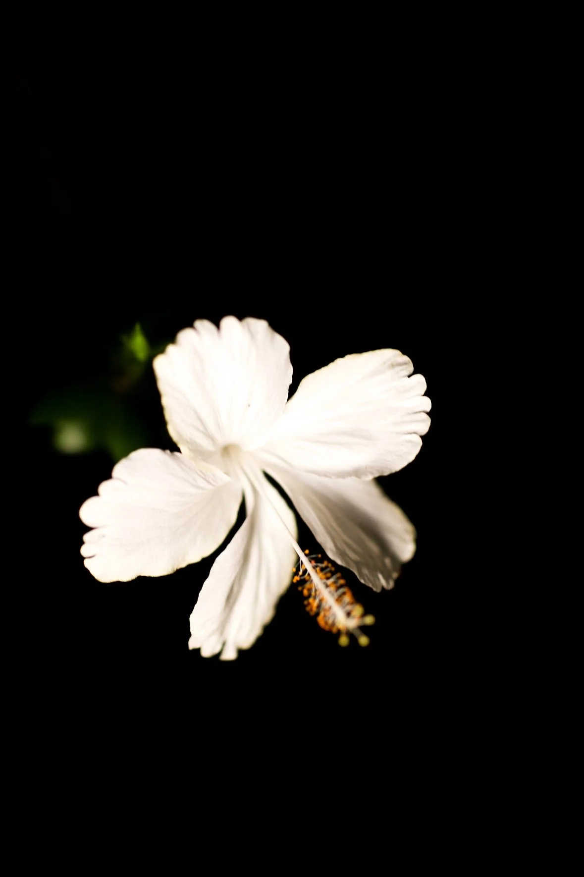 Close-up of a white hibiscus flower with a stamen that has yellow anthers and orange filaments, set against a black background.