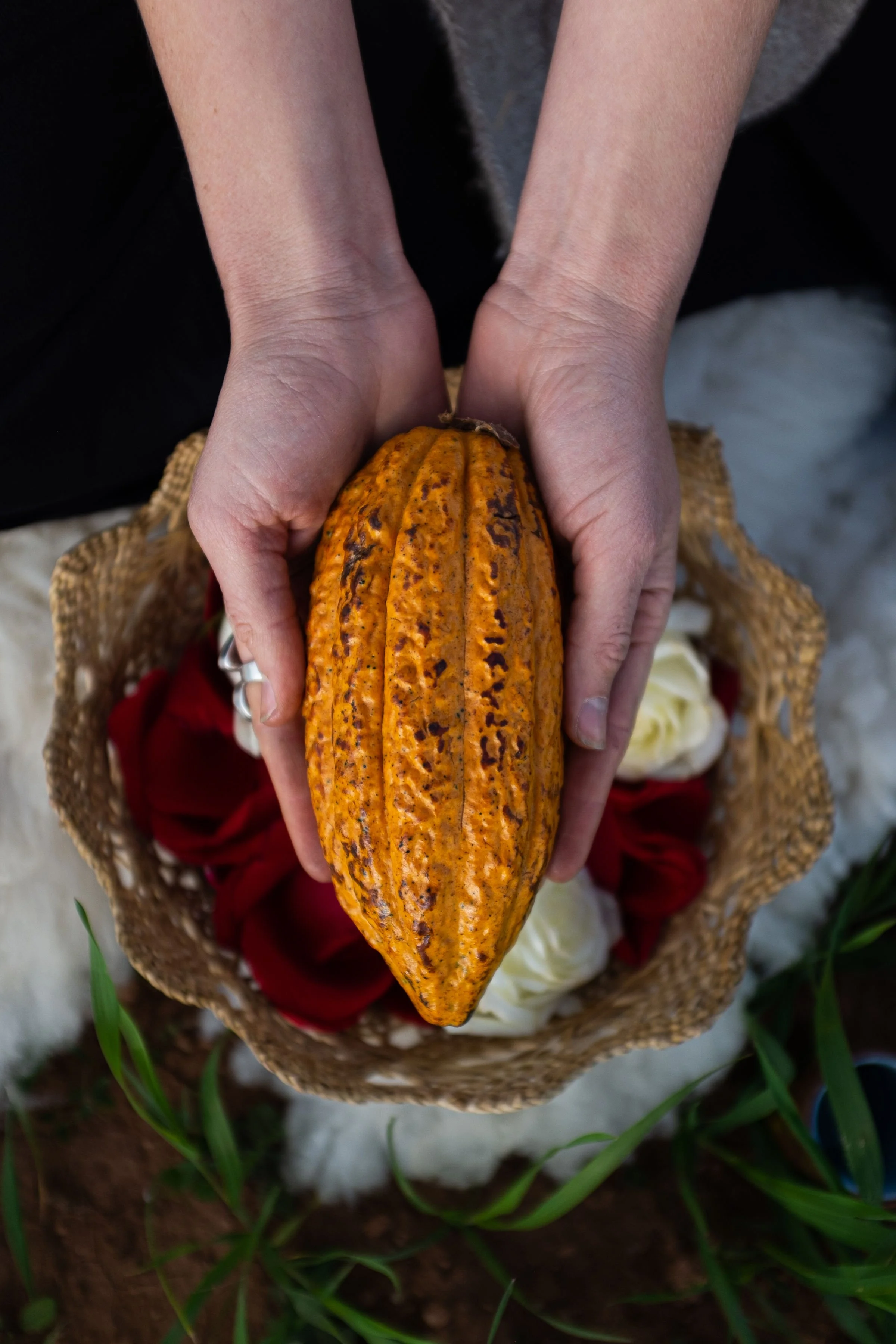 A person holding a large, ripe cacao pod above a basket with red and white roses.