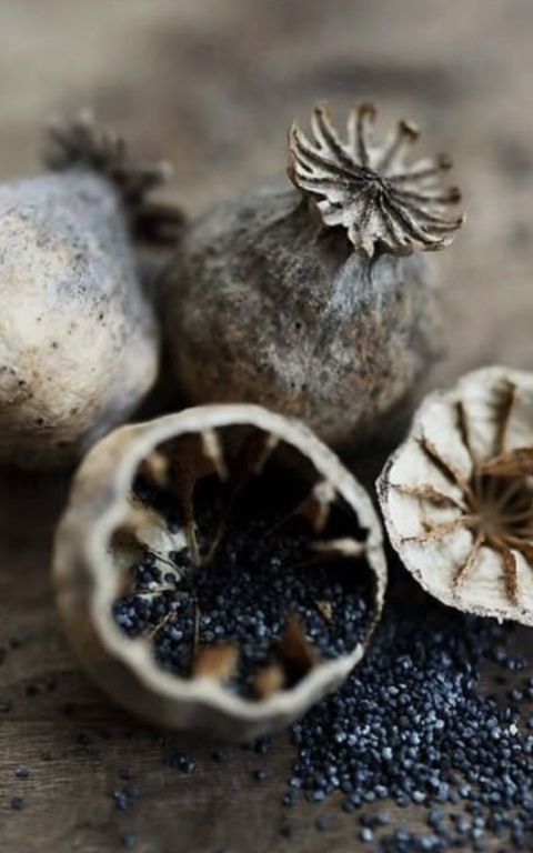 Dried poppy seed pods with seeds spilling out onto a wooden surface.