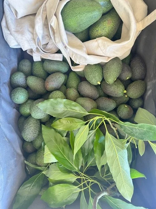 A bag of avocados and a branch of green leaves inside a container.