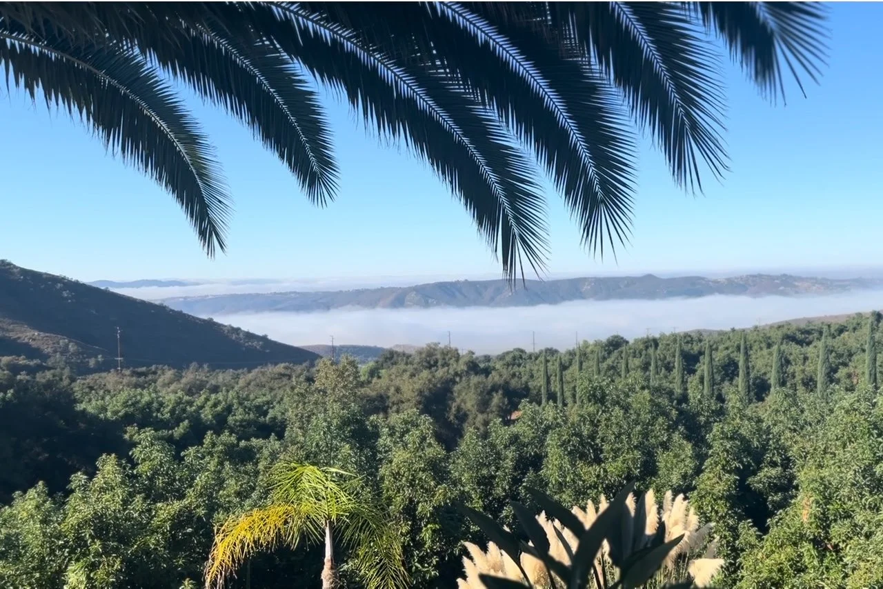 A scenic view of lush green trees and rolling hills under a clear blue sky, with a palm tree's fronds in the foreground and mist or fog in the distance.