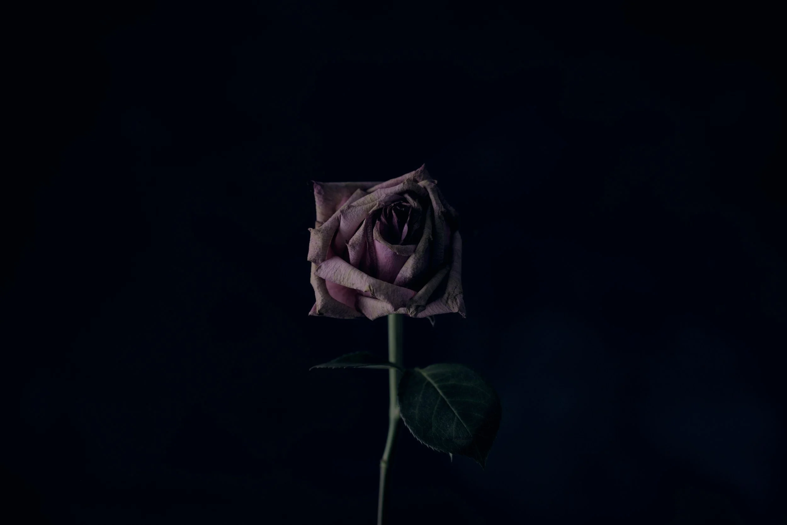 A single wilted, pinkish-purple rose with dark green leaves against a dark, black background.