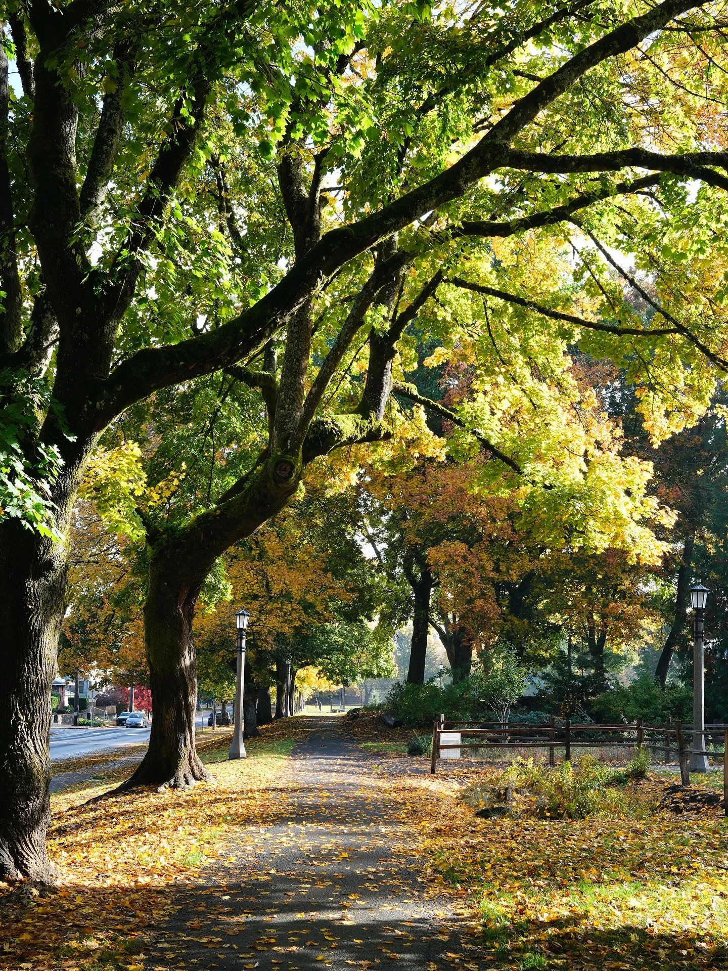 Had some colorful leafy walks around Portland this fall 🍂
