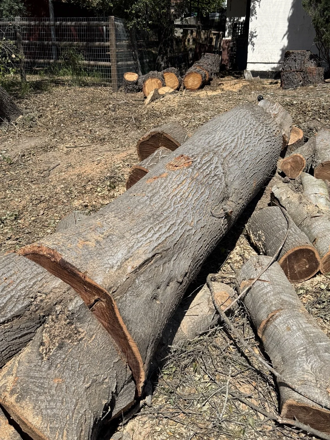 Wood logs cut and stacked in an outdoor area.