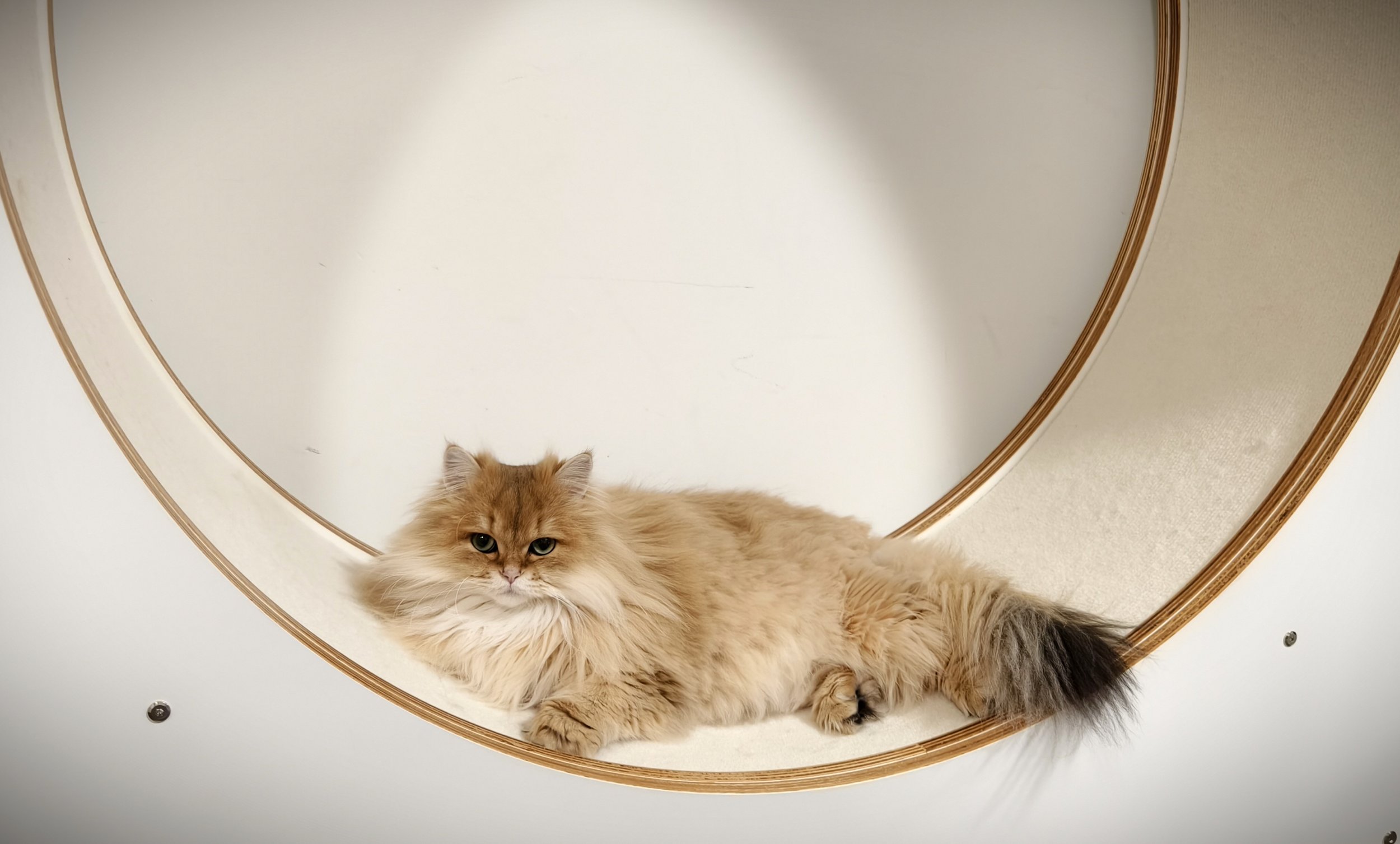 Cat Running Wheel, Cat Exercise Wheel