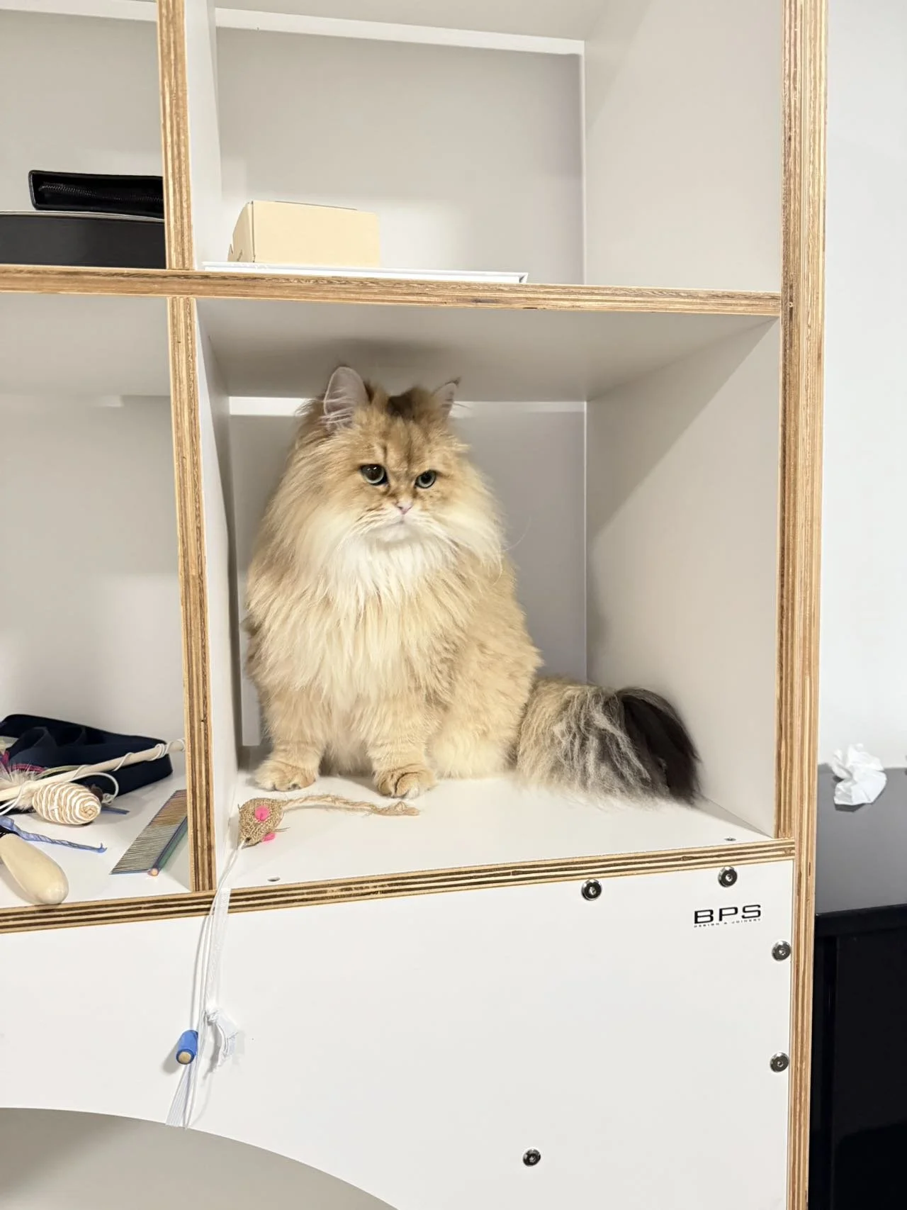 Cat Running Wheel, Cat Exercise Wheel