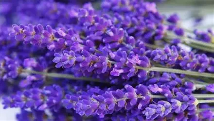 Lavender Patchouli Body Butter