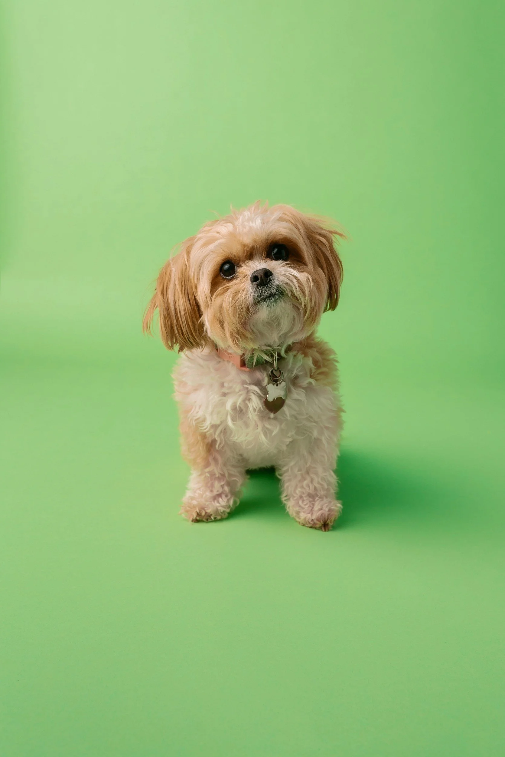 A small, fluffy dog with light brown and white fur sitting on a green background, looking slightly upward.