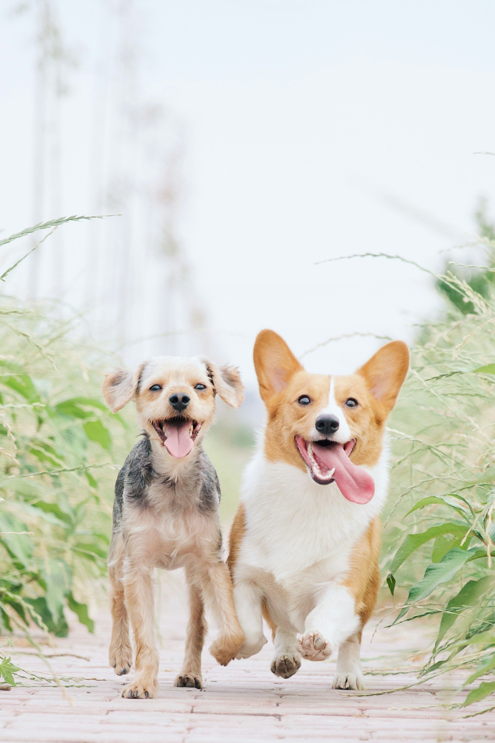 Two happy dogs running outdoors on a wooden pathway surrounded by green grass and plants.