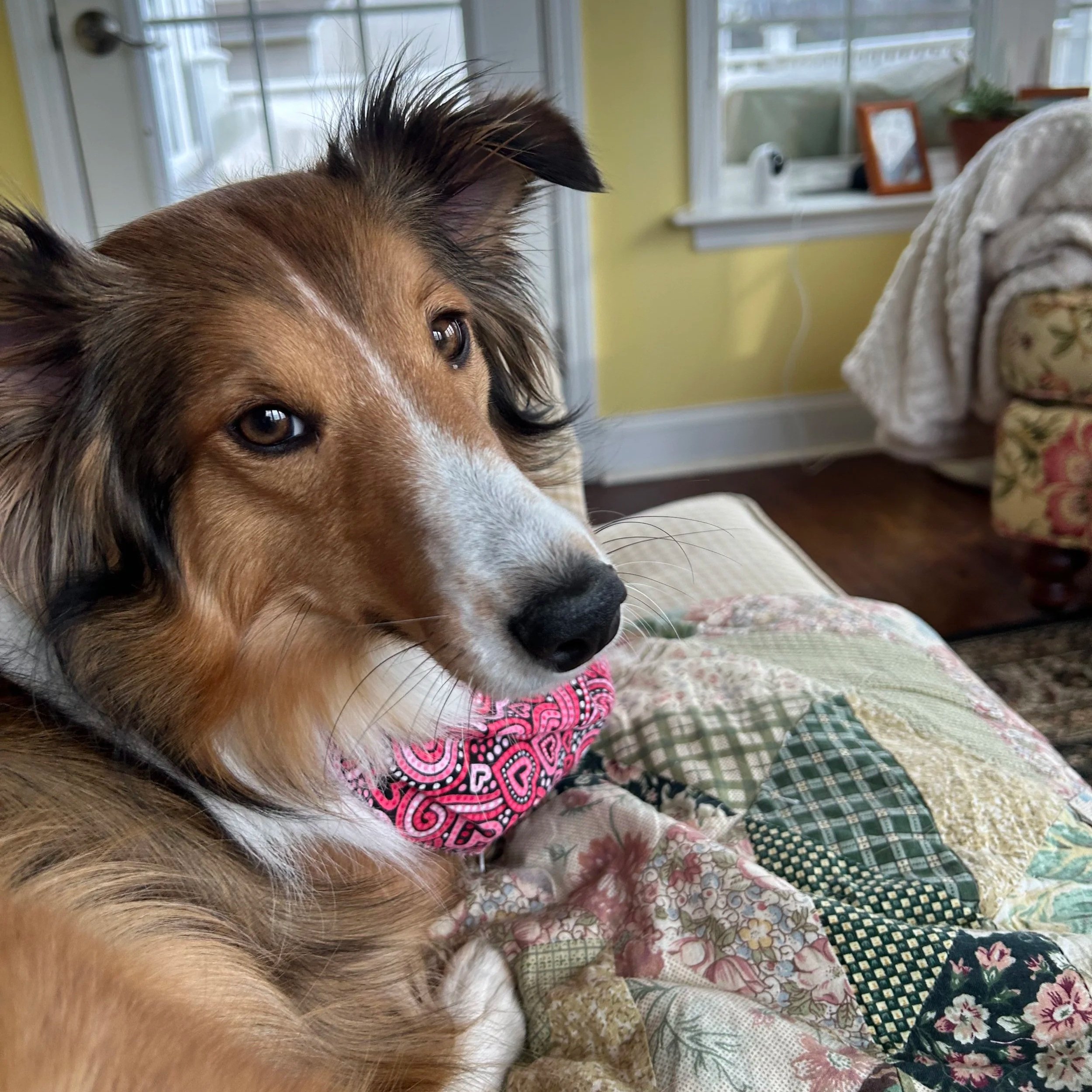 Close-up of a brown and white dog with soulful eyes, wearing a pink bandana, resting on a quilted blanket in a cozy living room with yellow walls and a window in the background.
