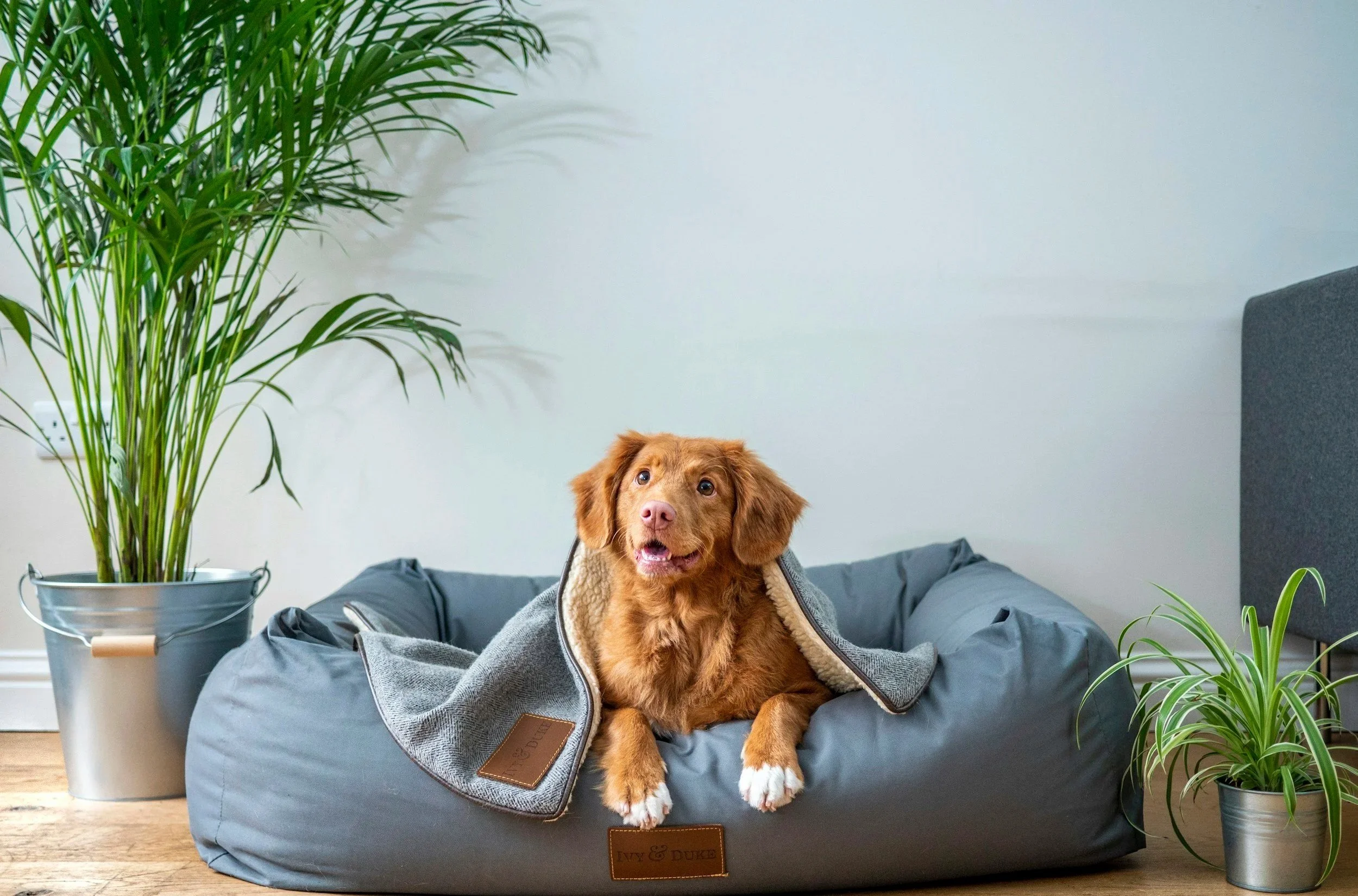 A brown puppy lying in a blue dog bed with a gray blanket, inside a room with wooden floors and potted plants.