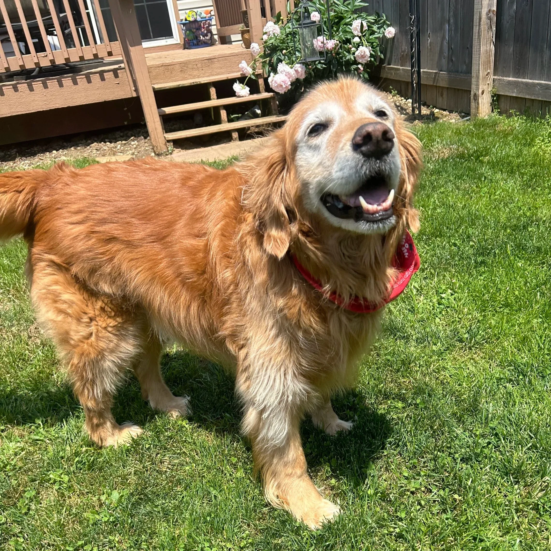 A happy golden retriever with a red bandana standing on green grass in a backyard with a wooden deck, flowers, and a fence in the background.