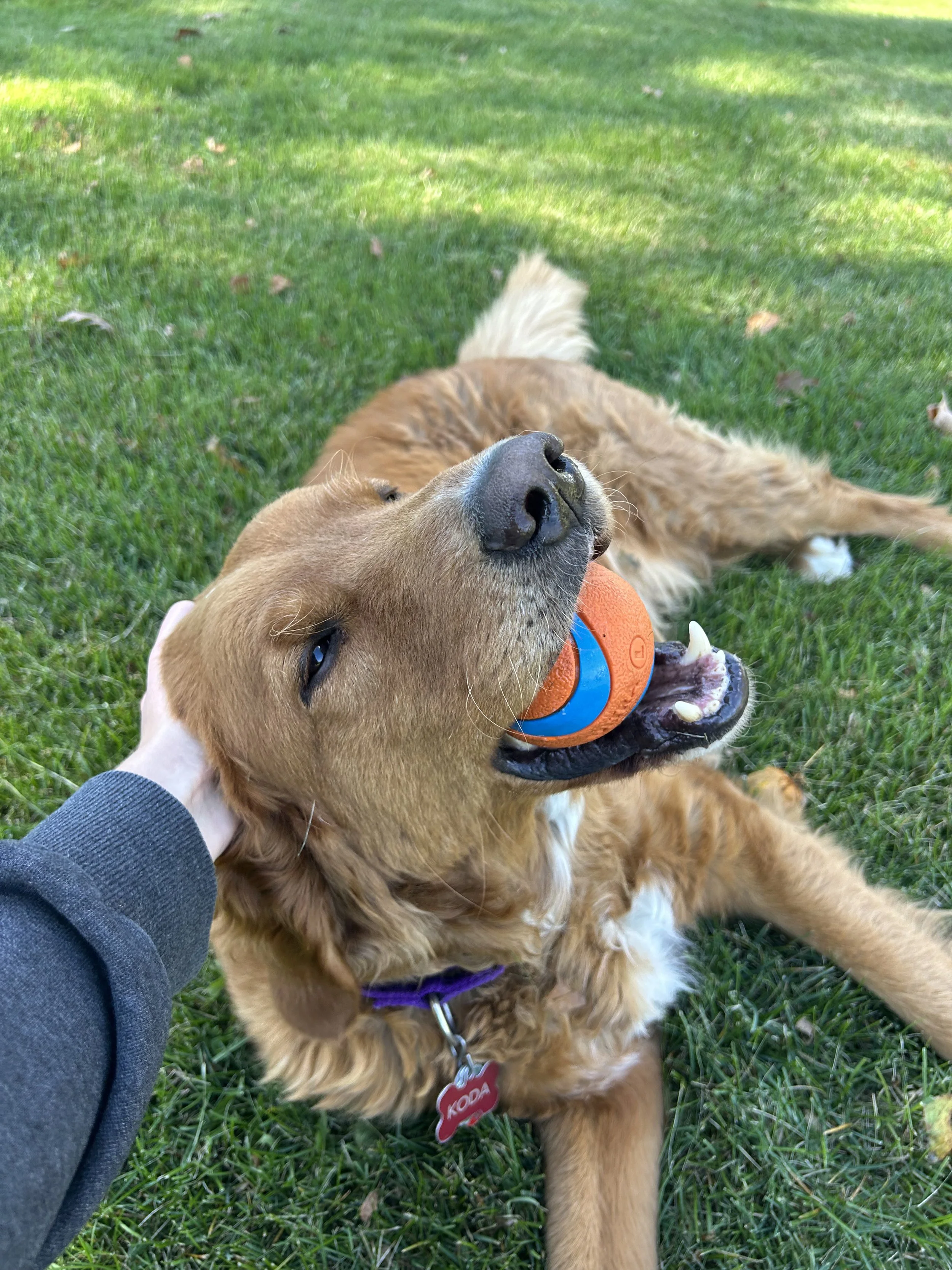 Golden retriever dog lying on grass playing with a ball in its mouth, being petted by a person, wearing a purple collar with a red tag.