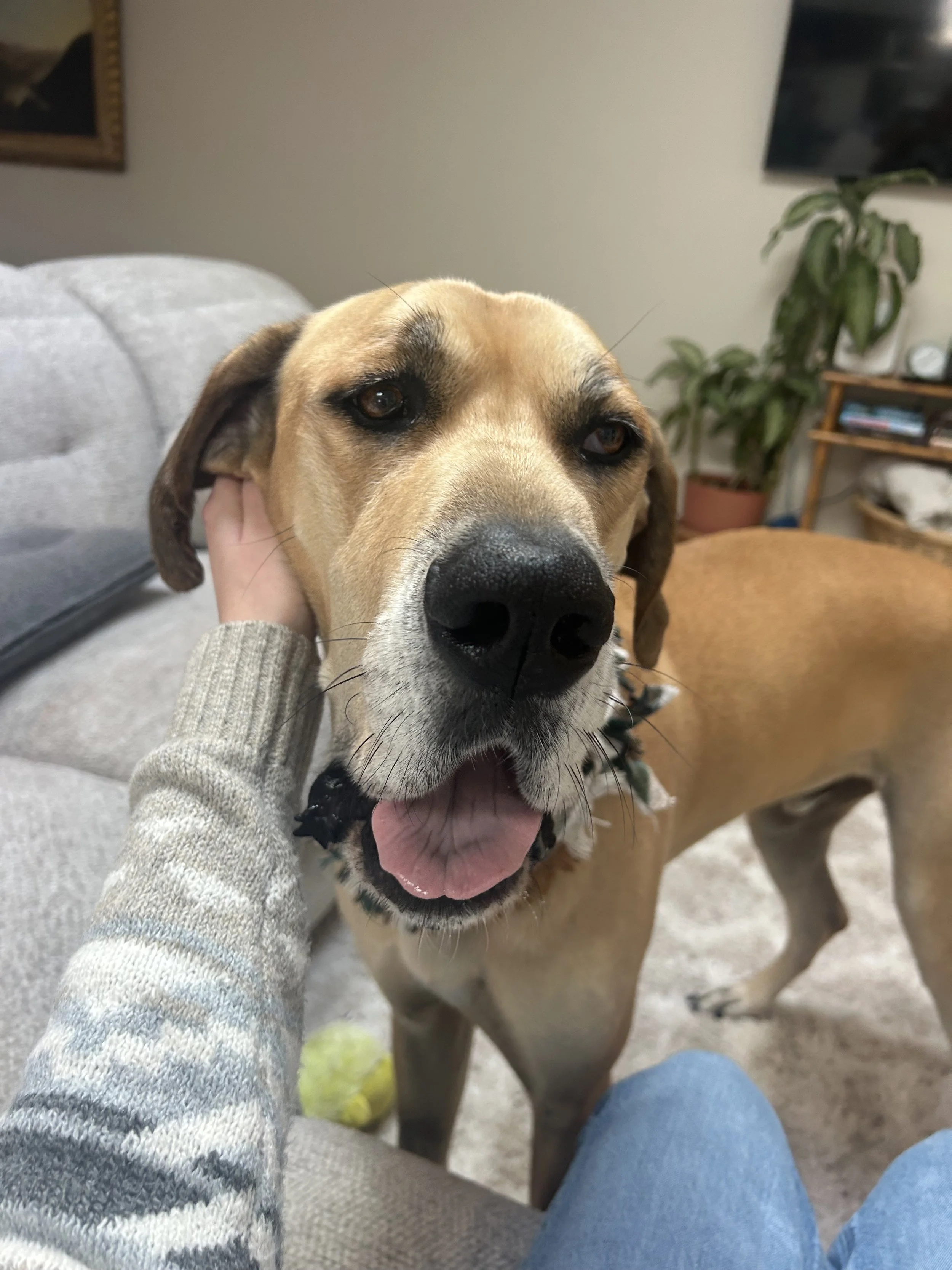 Close-up of a large tan dog with black markings, smiling with its mouth open, being petted on the head inside a living room.