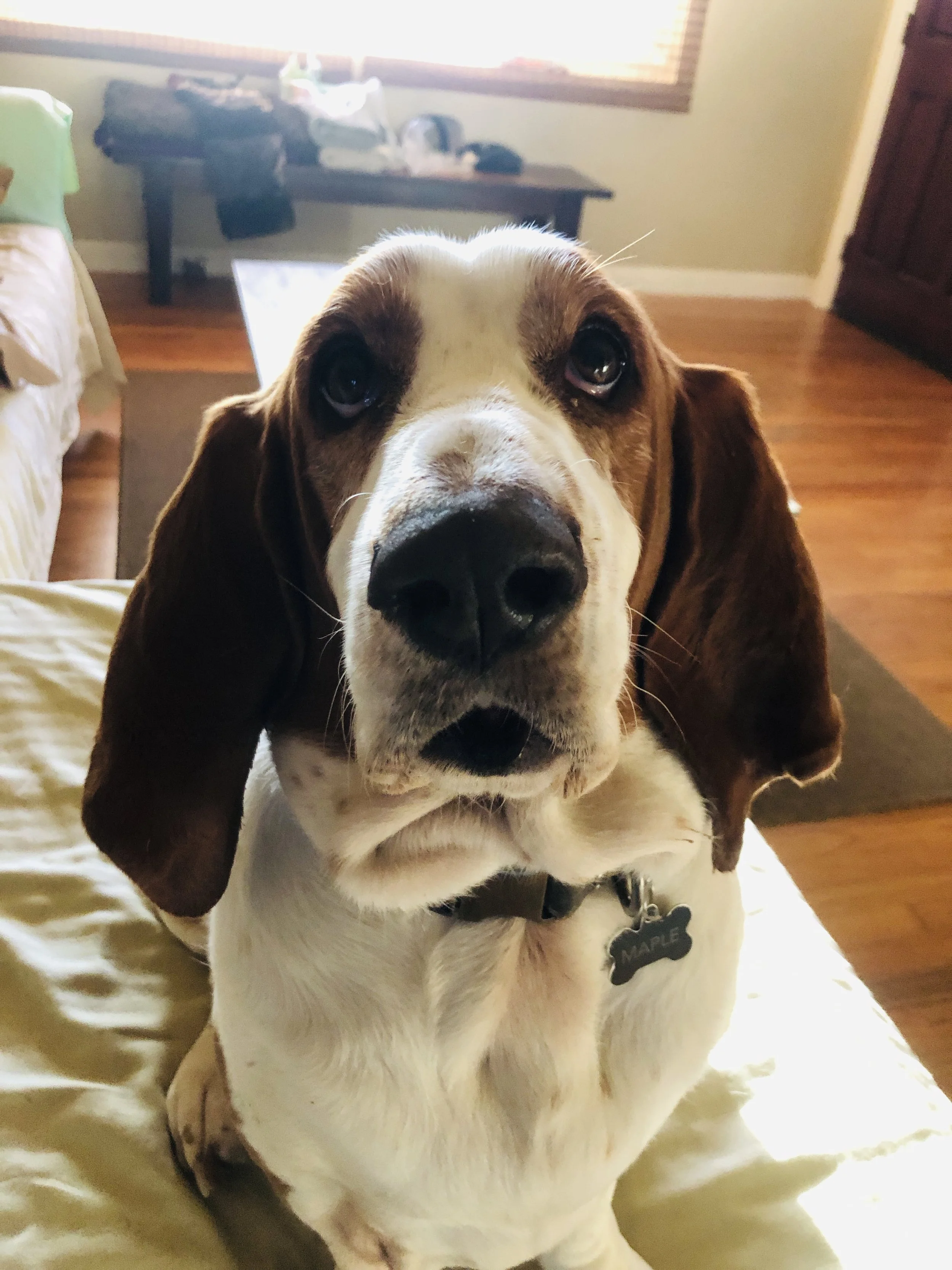 Mammoth Brewing Co. Mammoth CA.