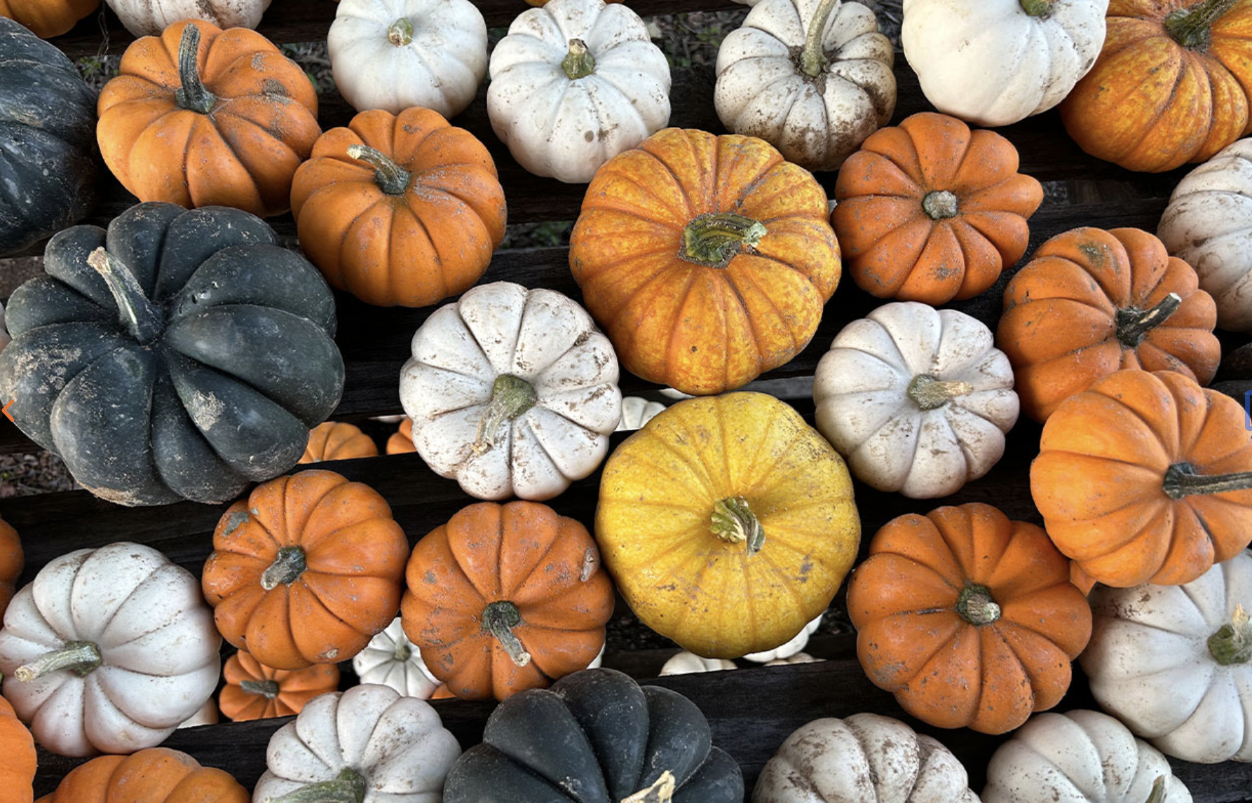 Colorful variety of pumpkins in white, orange, yellow, and black arranged on wooden shelves.