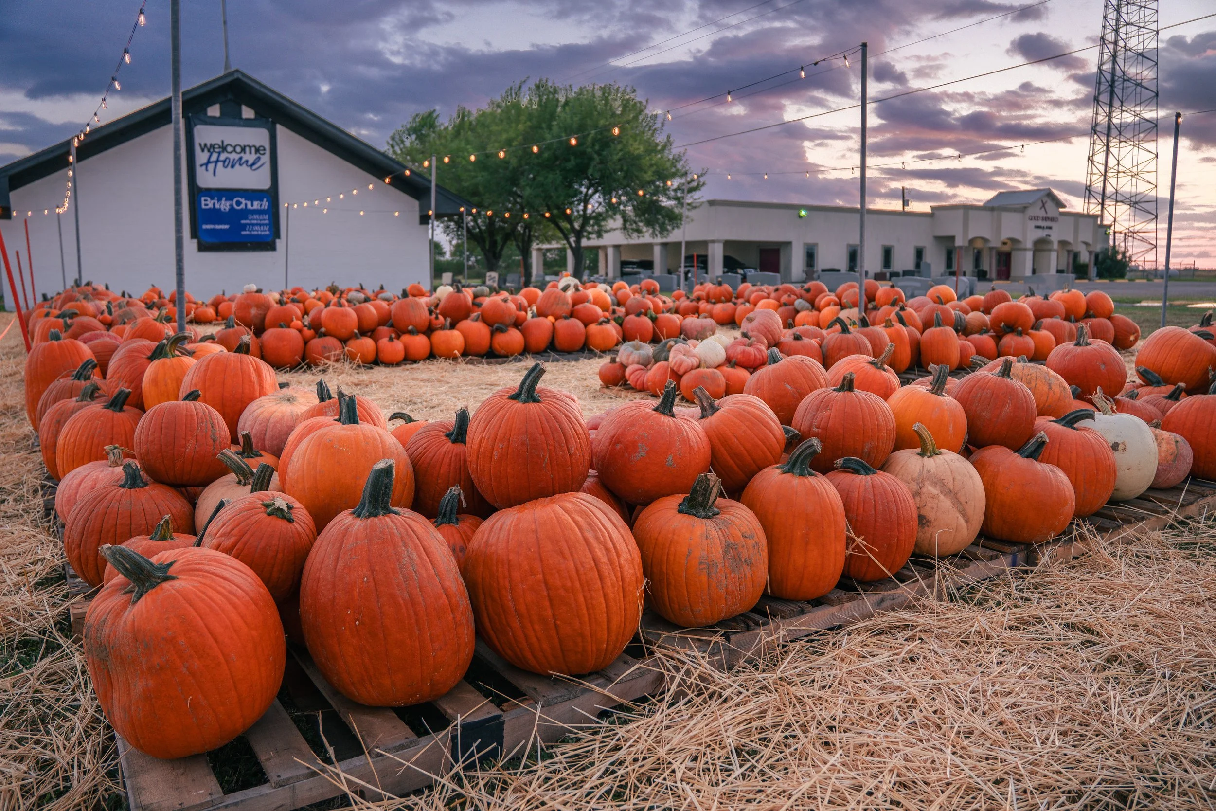 Nighttime scene of pumpkin patch with numerous orange pumpkins arranged on pallets, illuminated by string lights overhead, enclosed by orange plastic fencing.