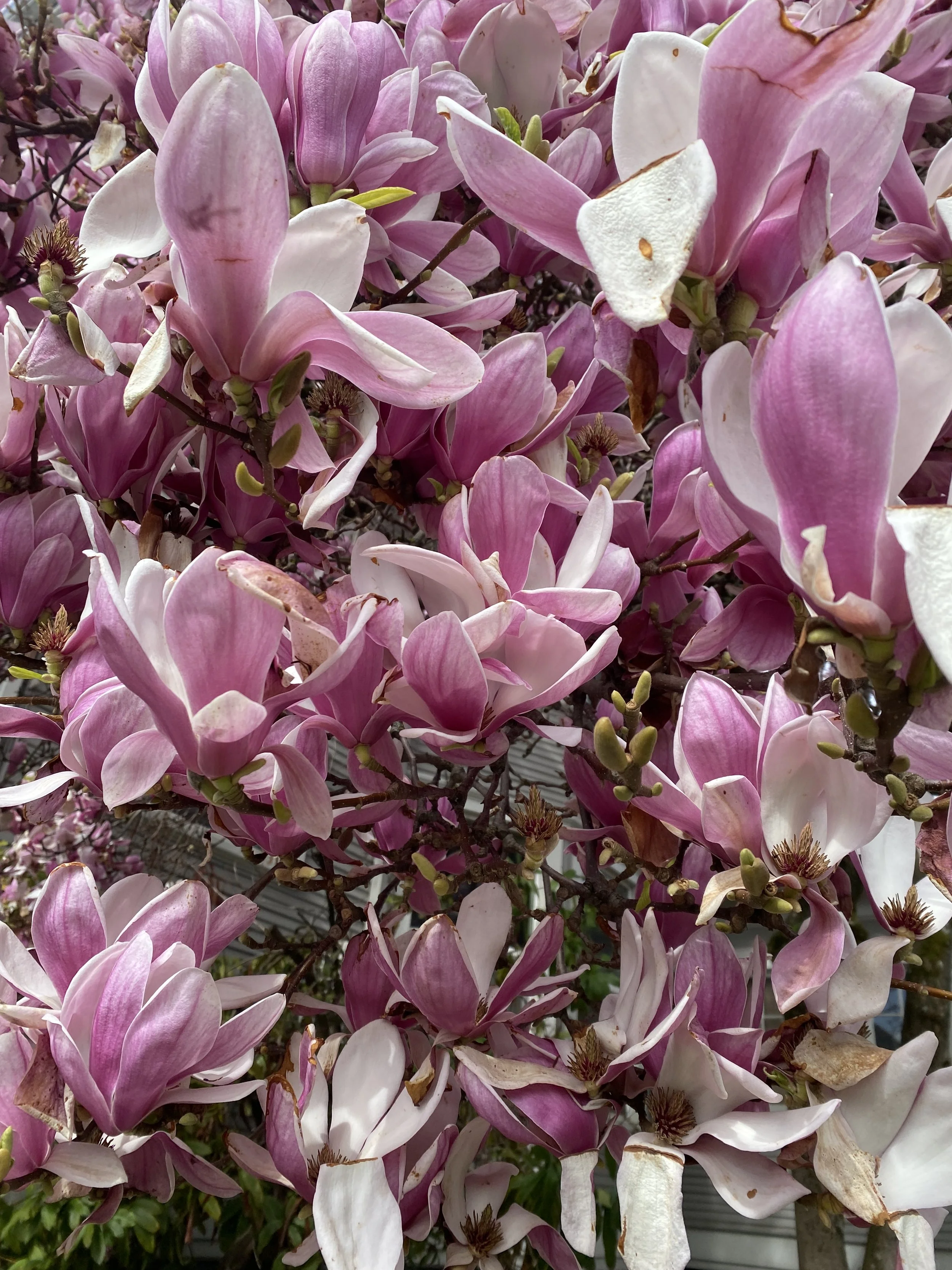 Latin Ballroom for Beginners (4-pack)