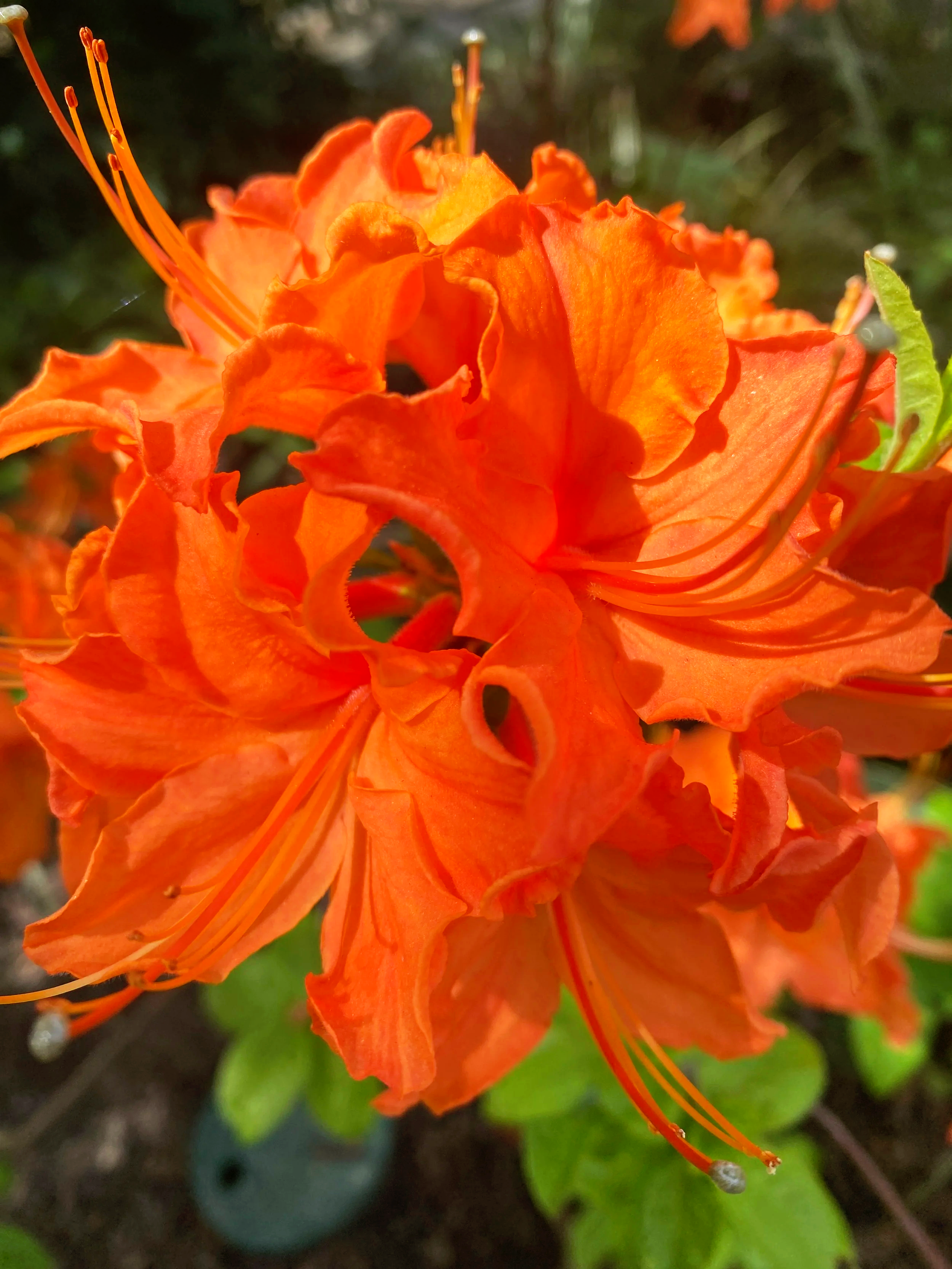 IMG_0443+2.png