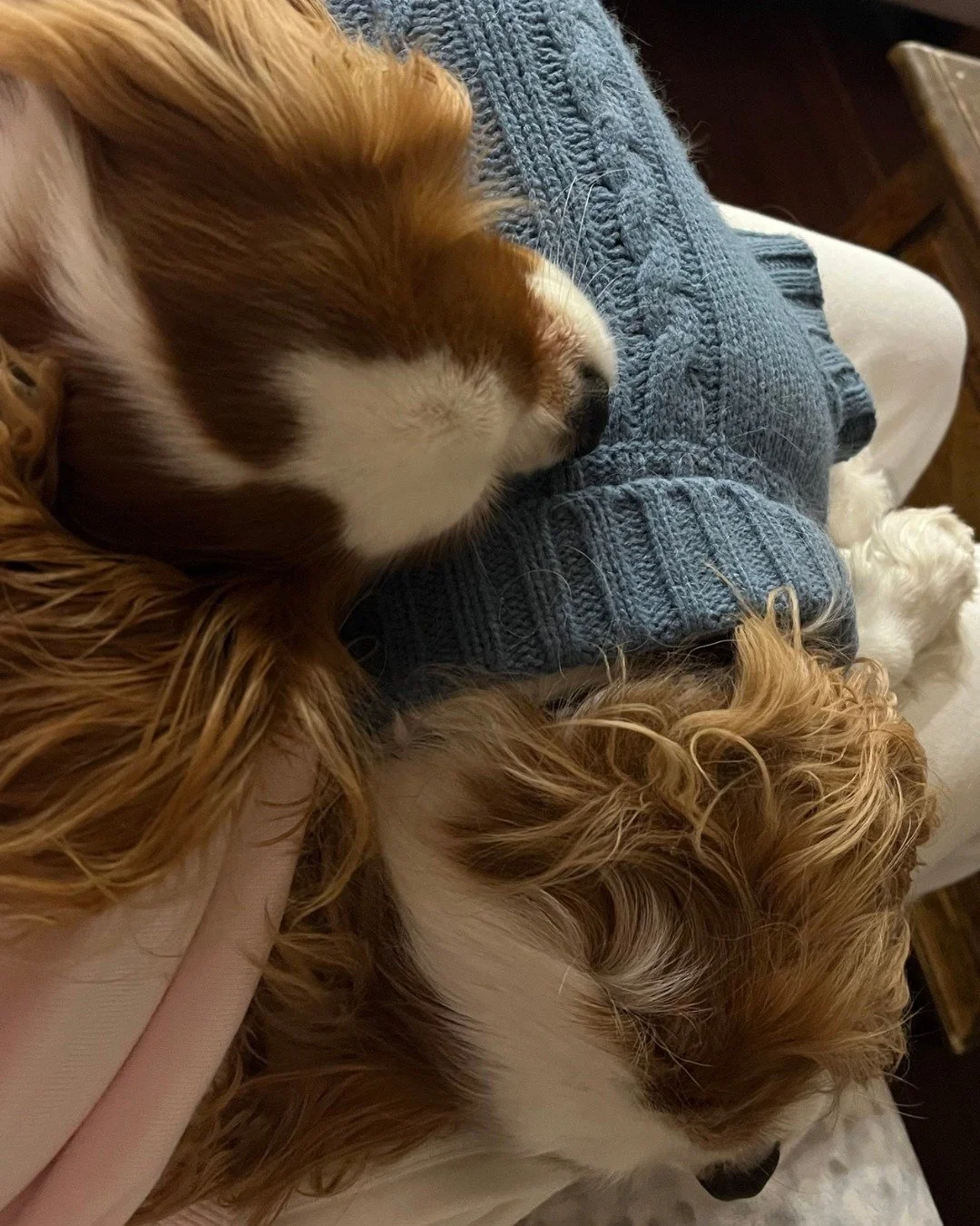 Winter is officially making its presence known in Sydney, and while some of us are firmly in the 'loathing it' camp 🌧️❄️⛄, there is one major upside for our animal lovers&hellip; the colder weather usually means a little extra affection from our pet