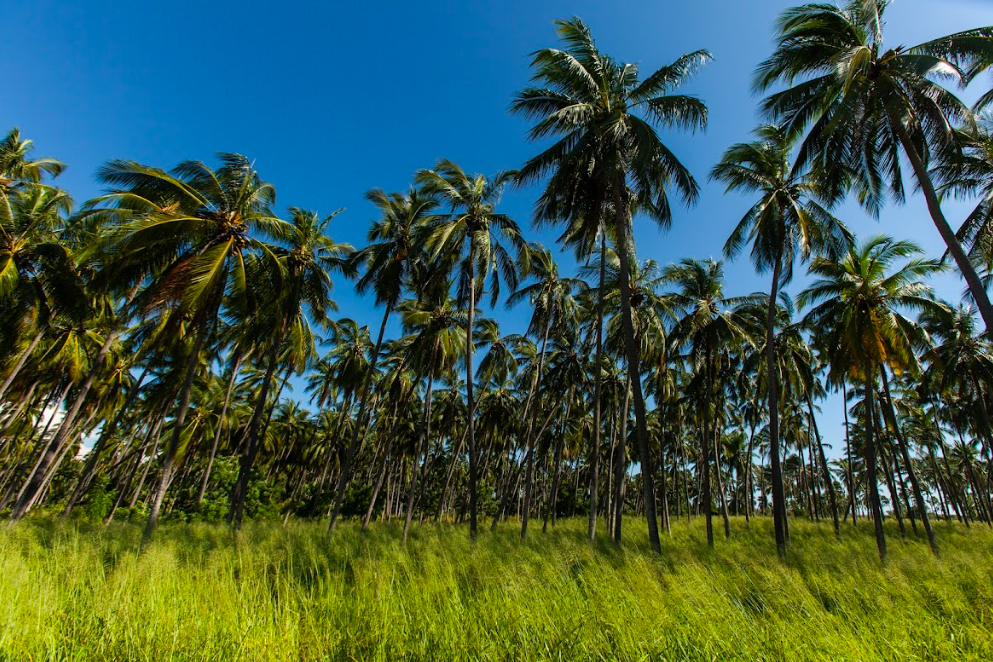 Costas de Colima/Foto: Charly Ramos.png