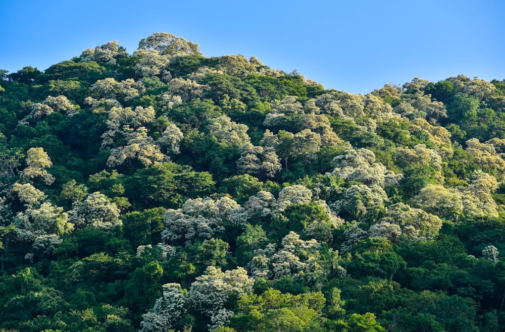 Valles de Colima/Foto: Javier Flores.png