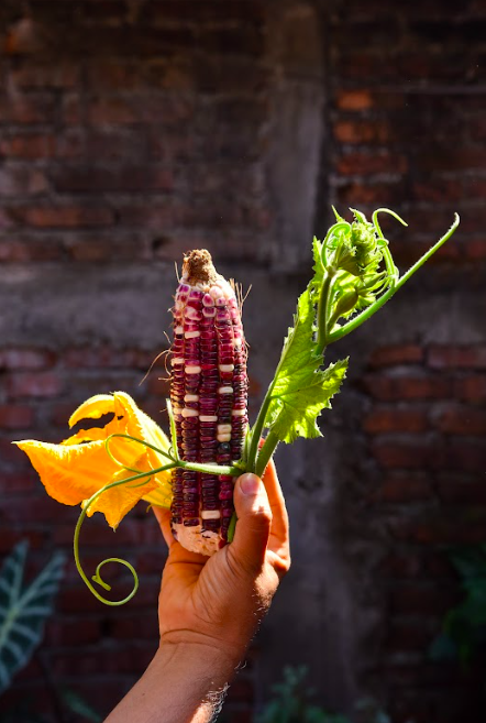 Volcanes de Colima/Foto: Javier Flores.png