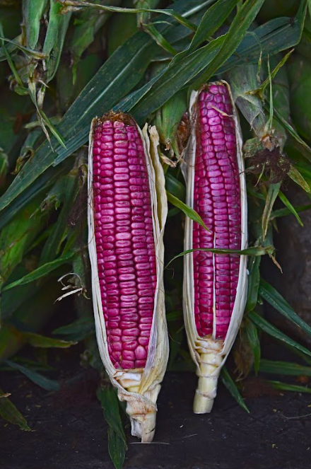 Volcanes de Colima/Foto: Gilberto Hernández.png