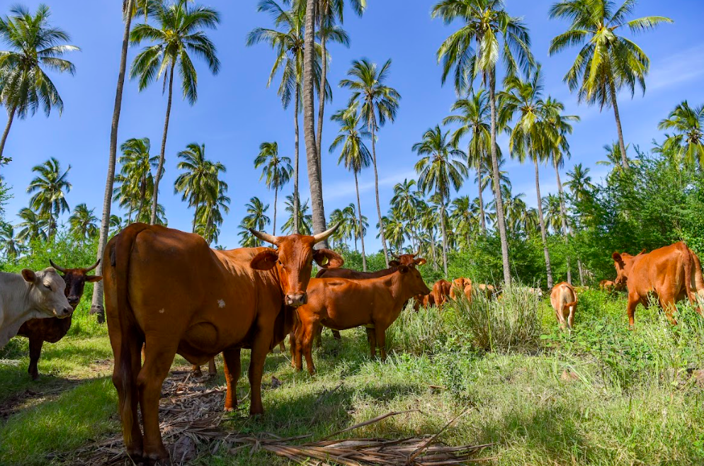 Valles de Colima/Foto: Javier Flores.png