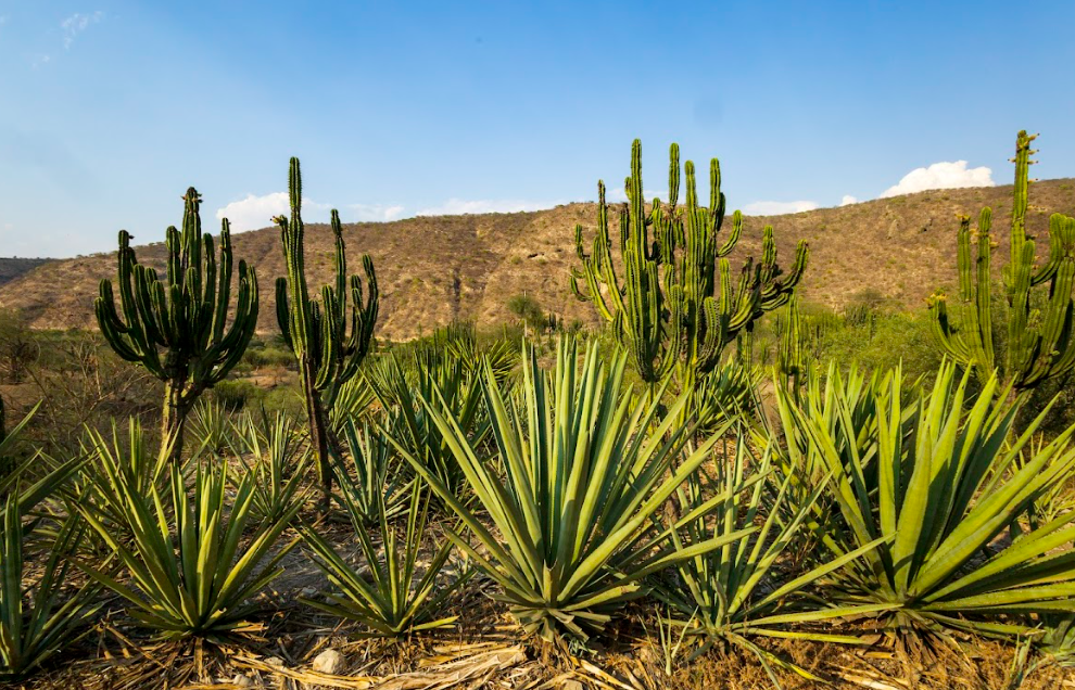 Volcanes de Colima/Foto: Charly Ramos.png