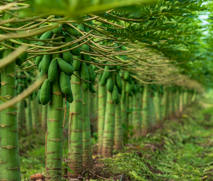Valles de Colima/Foto: Gilberto Hernández.png