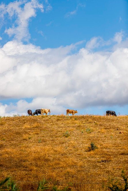 Volcanes de Colima/Foto: Charly Ramos.png