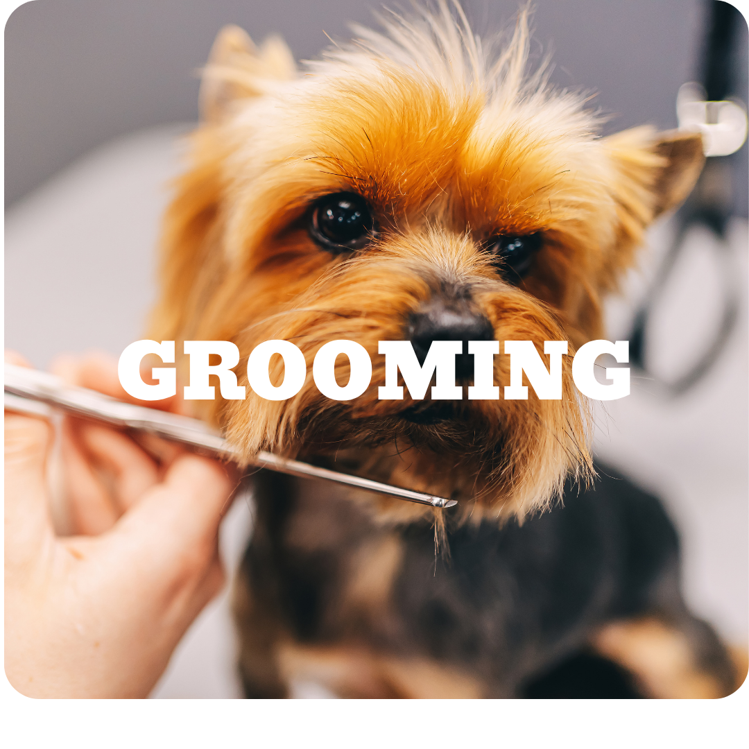 Amber Oaks Veterinary Hospital | Schedule Trusted Pet Care Today