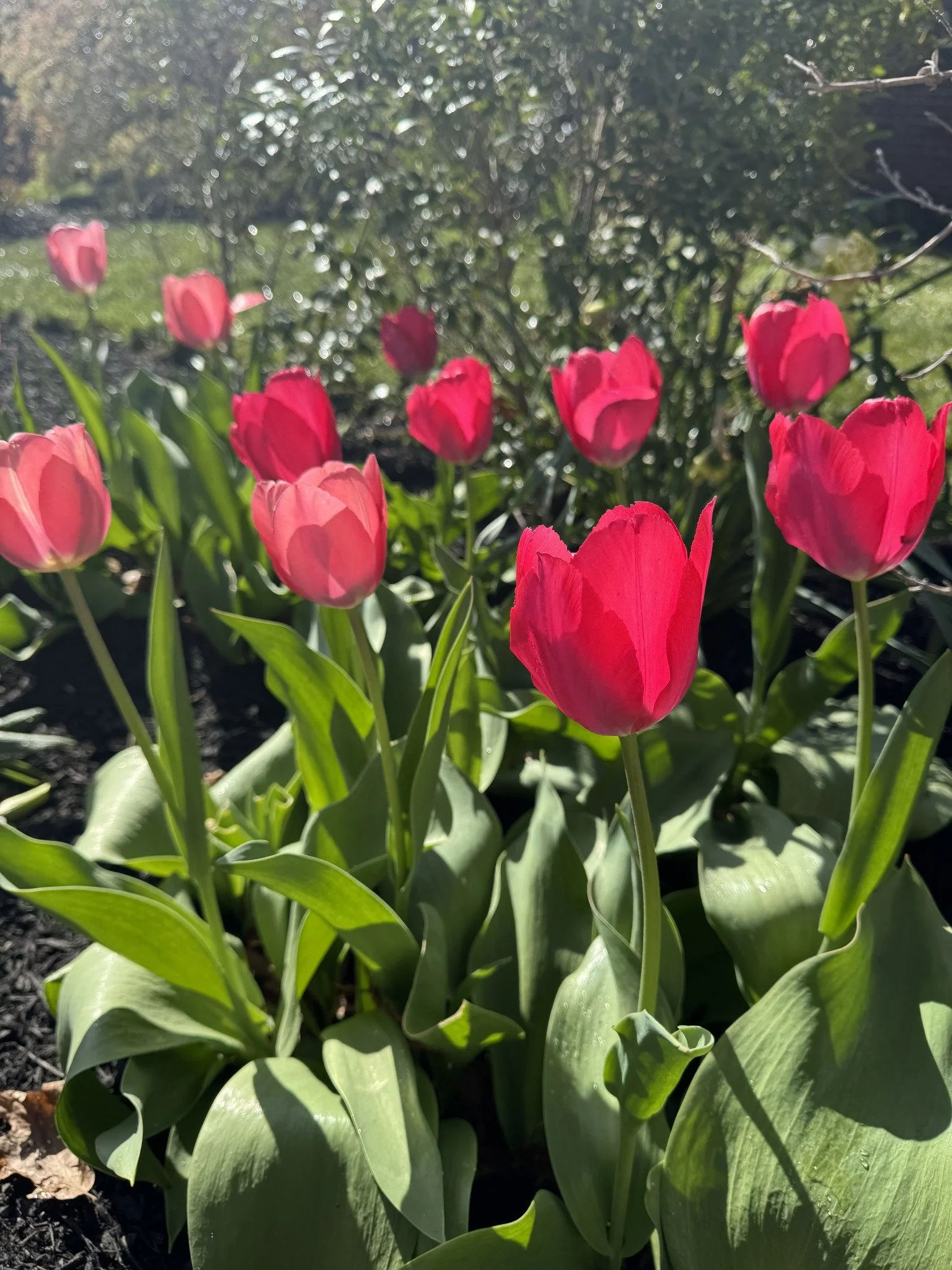 tulips in rob's backyard.jpg