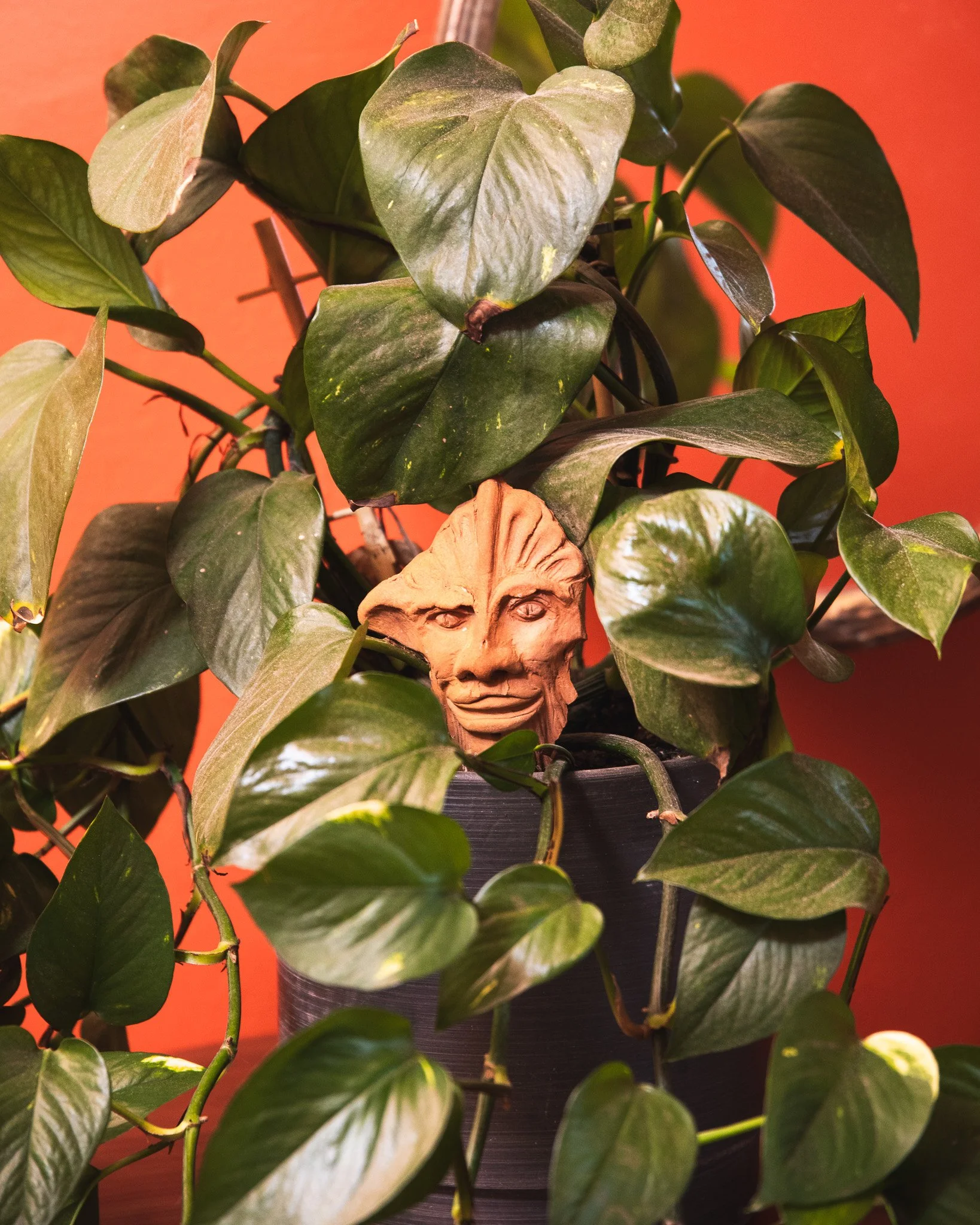 A potted plant with green, heart-shaped leaves and a small wooden face sculpture among the leaves, set against a reddish-orange background.