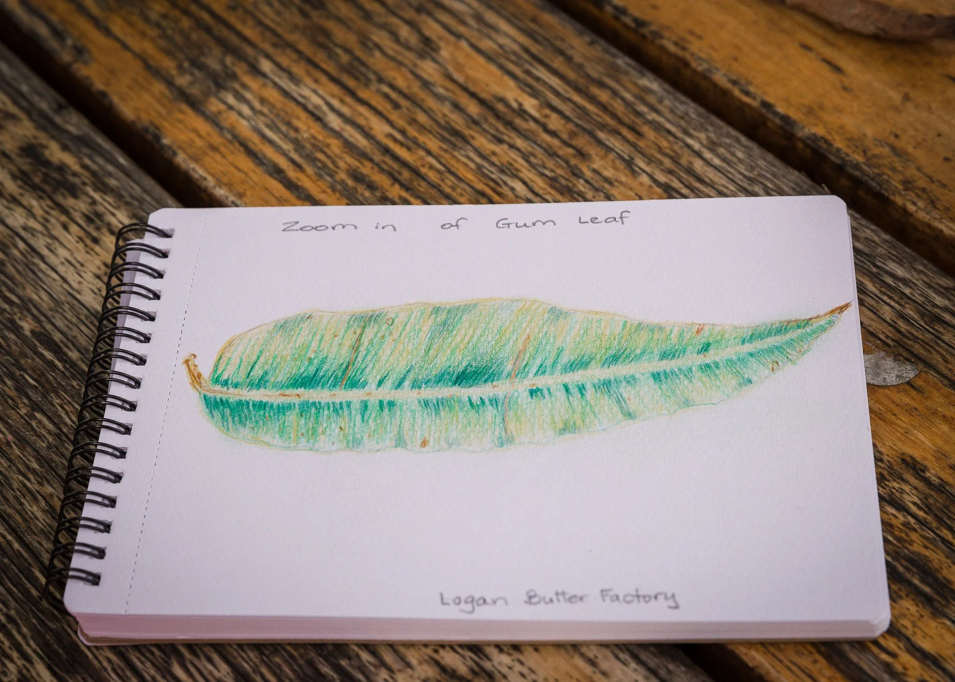 'Intro to Nature Journaling' workshop