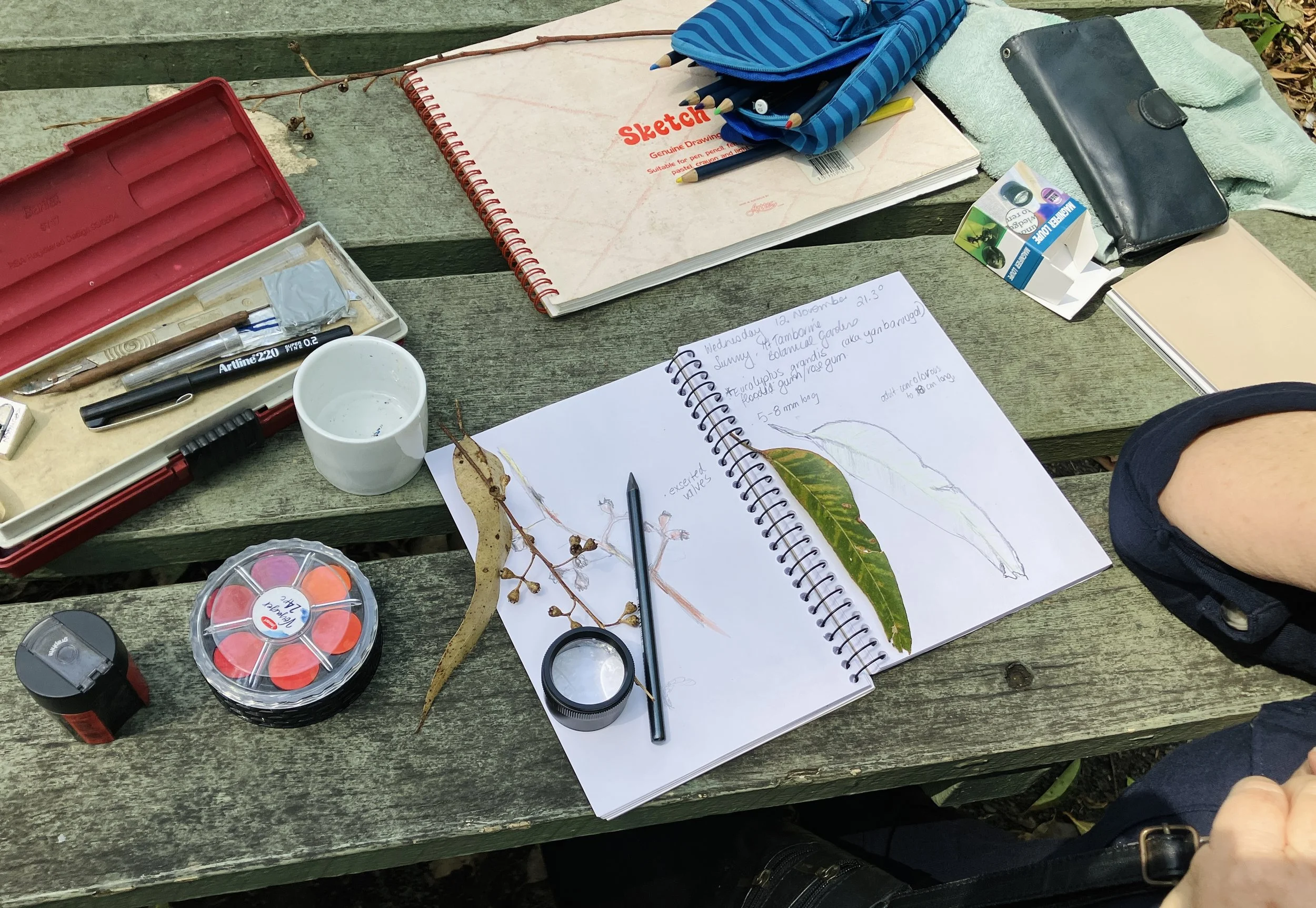 'Nature Journaling in the Field' Meetup - Mt Tamborine Regional Botanic Gardens, November 2025