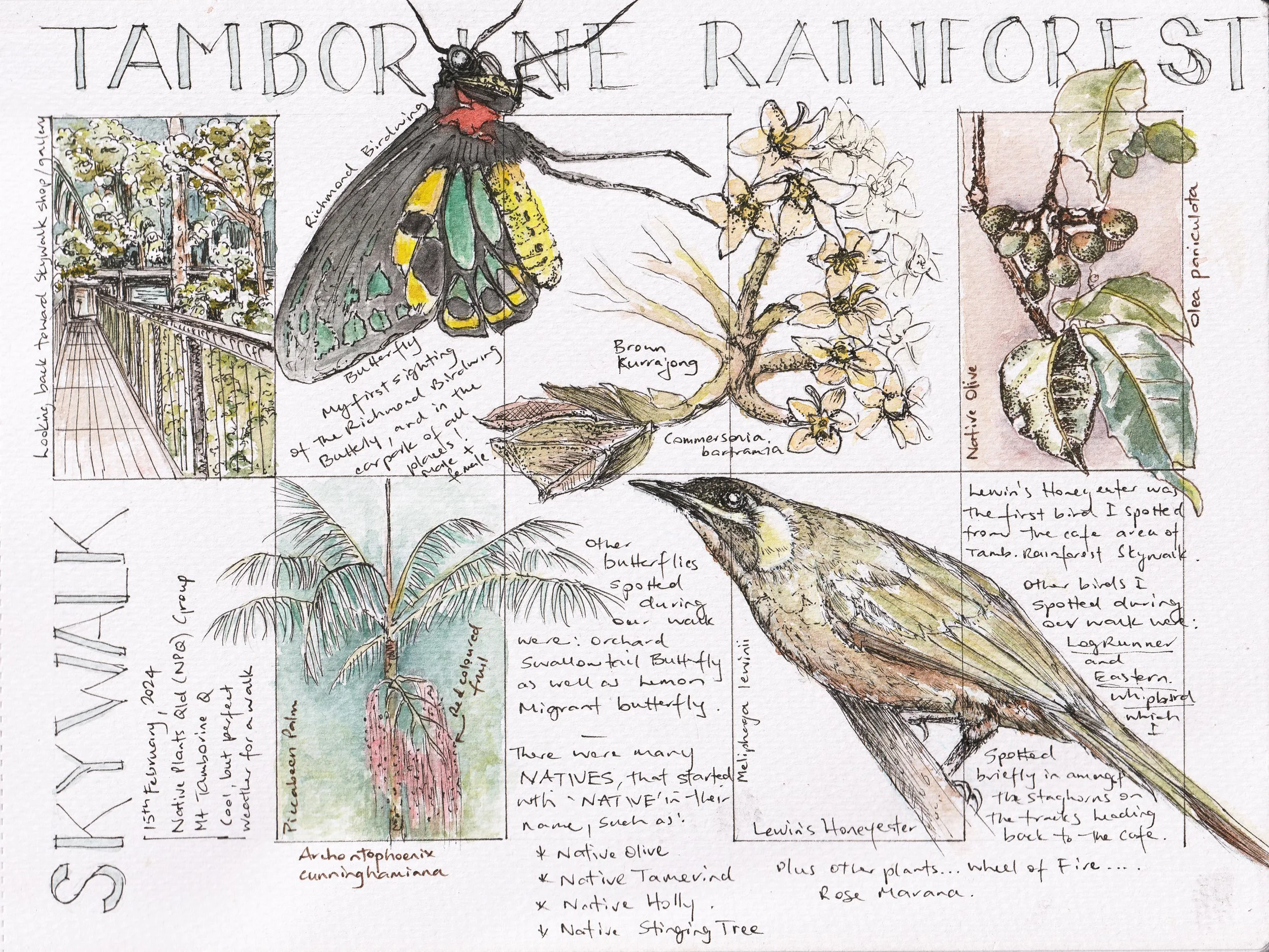 Kerry's Journal page - Mt Tamborine Skywalk, Q