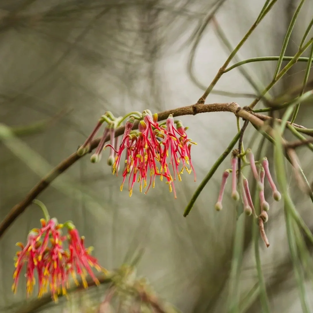 Mistletoe - Eagleby Wetlands Q