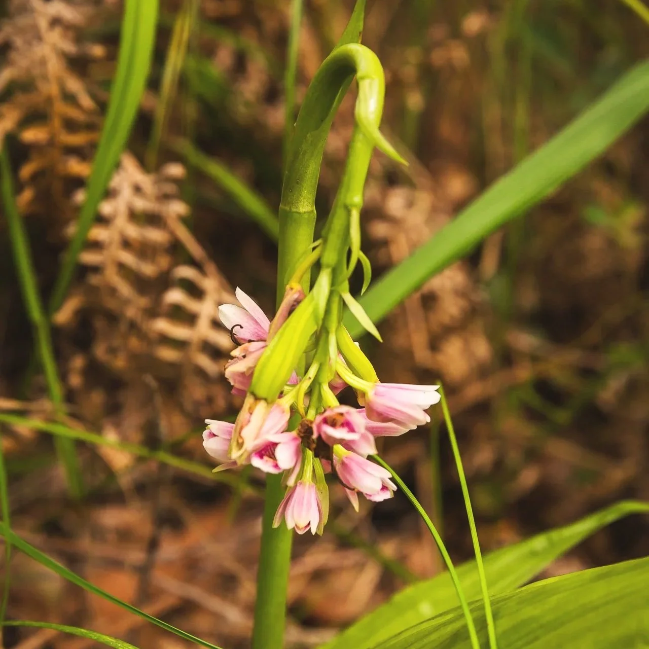 Shepherd's Crook Orchid - Pine Ridge Conservation Park, Gold Coast Q