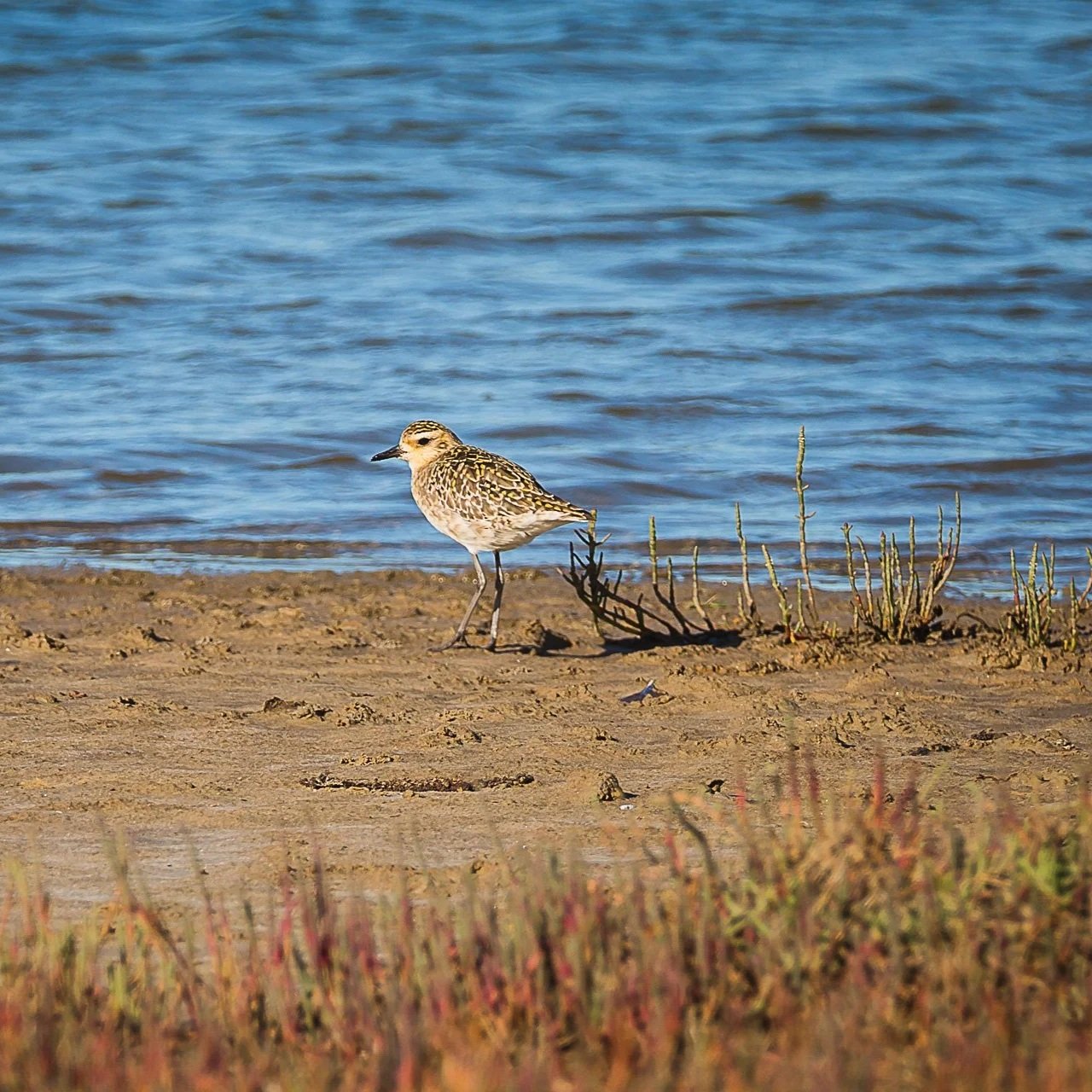 Pacific Golden Plover - Lake Cakora, NSW