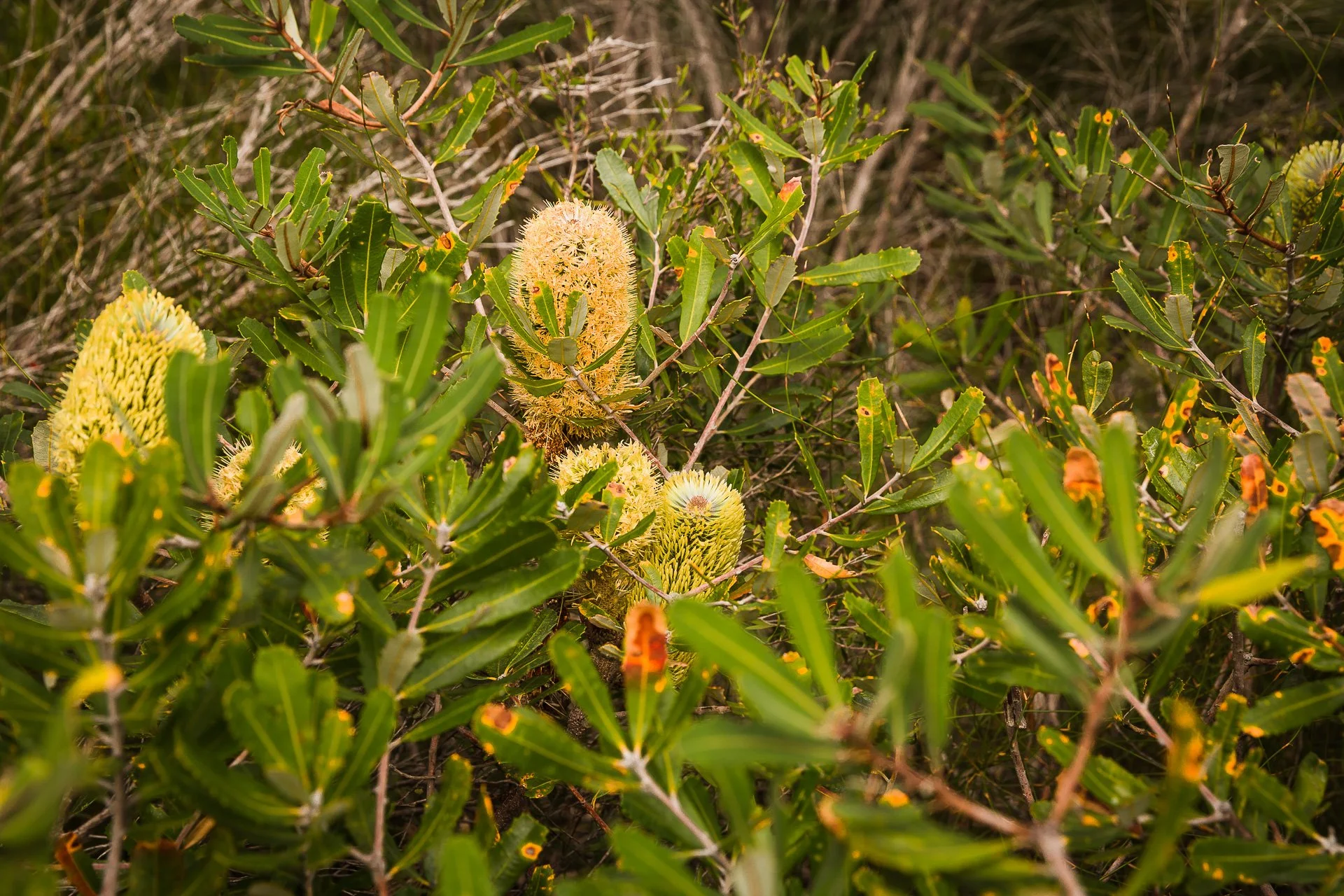 Australian Coastal Banksia