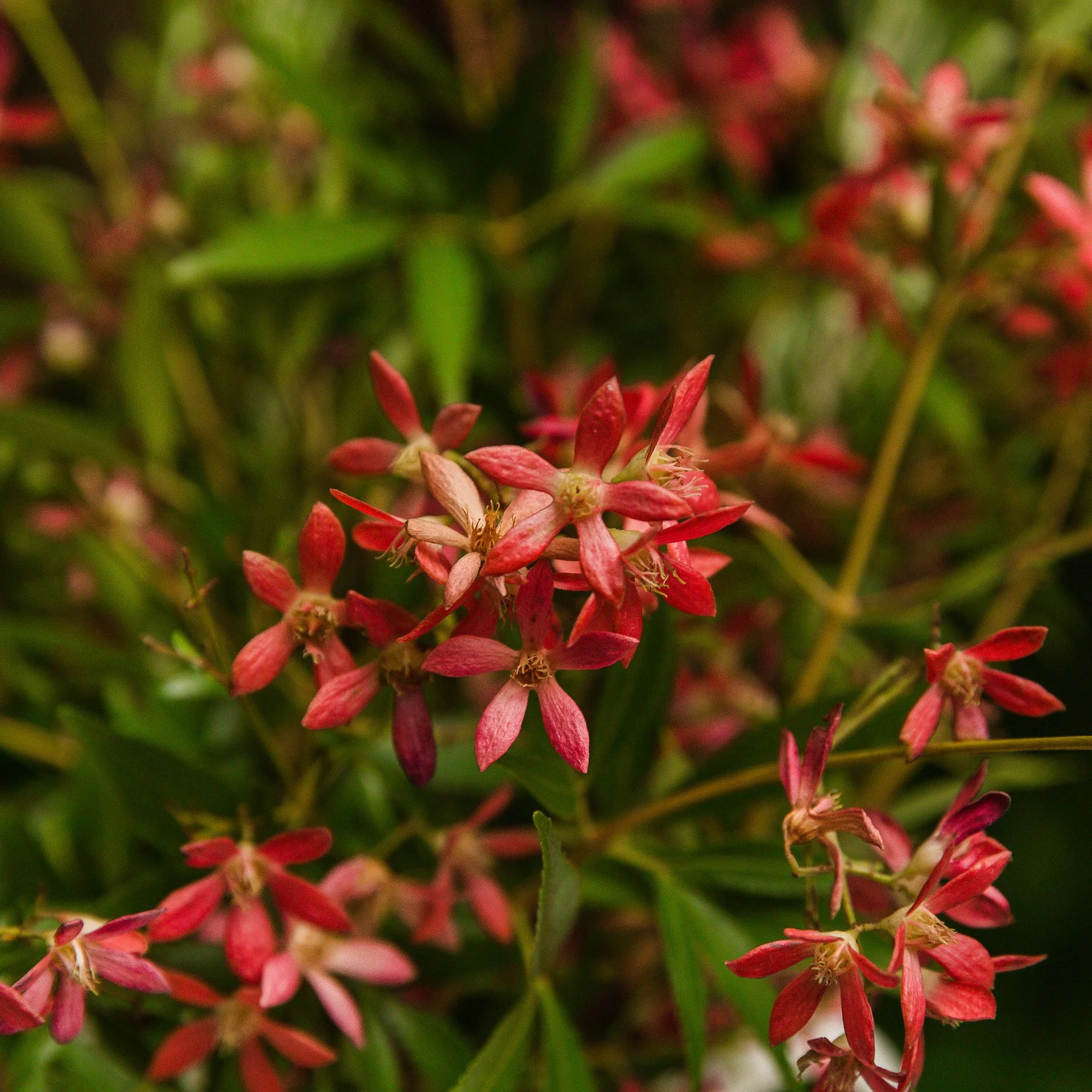 NSW Christmas Bush flowers