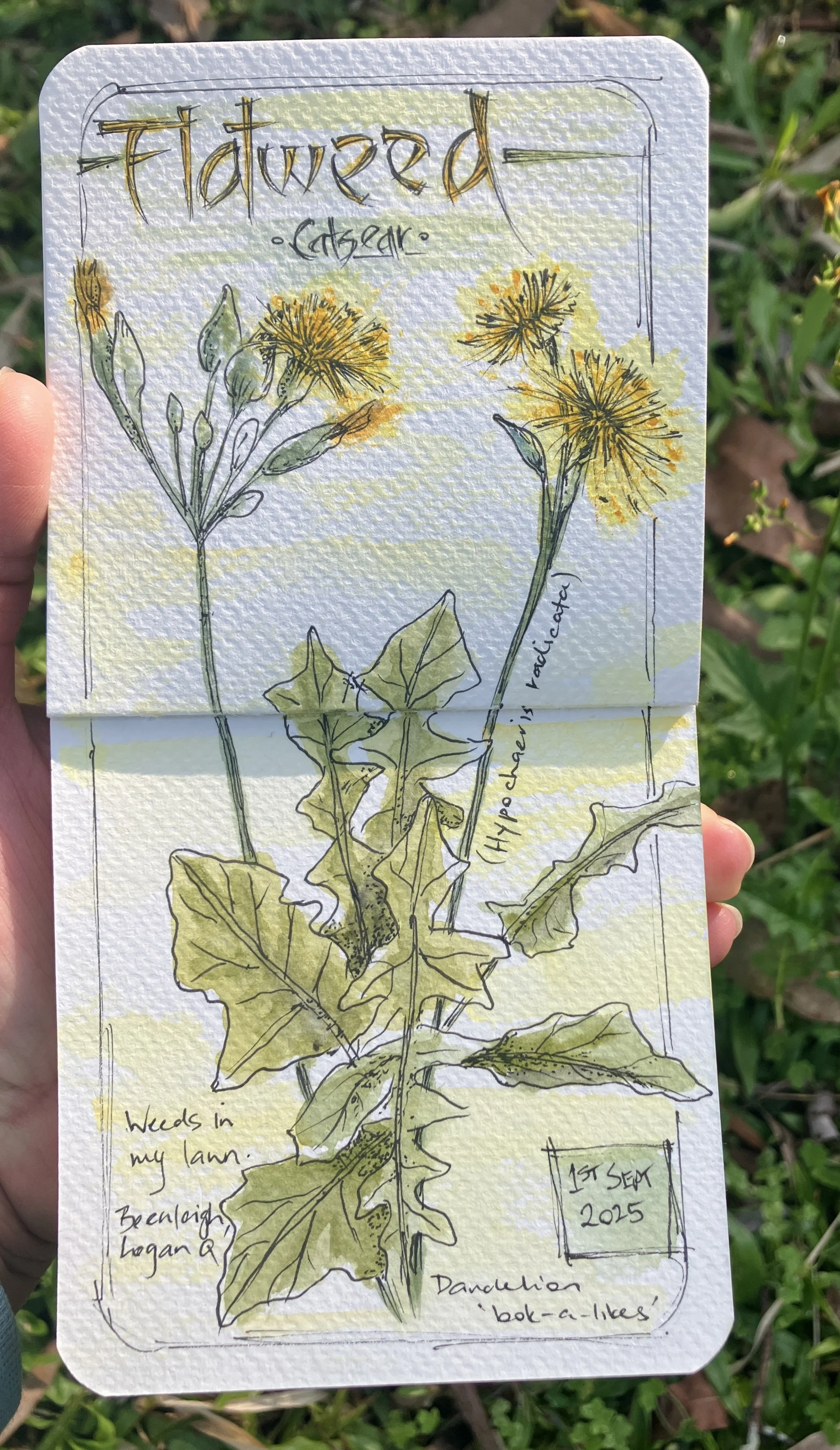 Flatweed Botanical Journal Page with Hand-Lettered Title and Watercolour Study