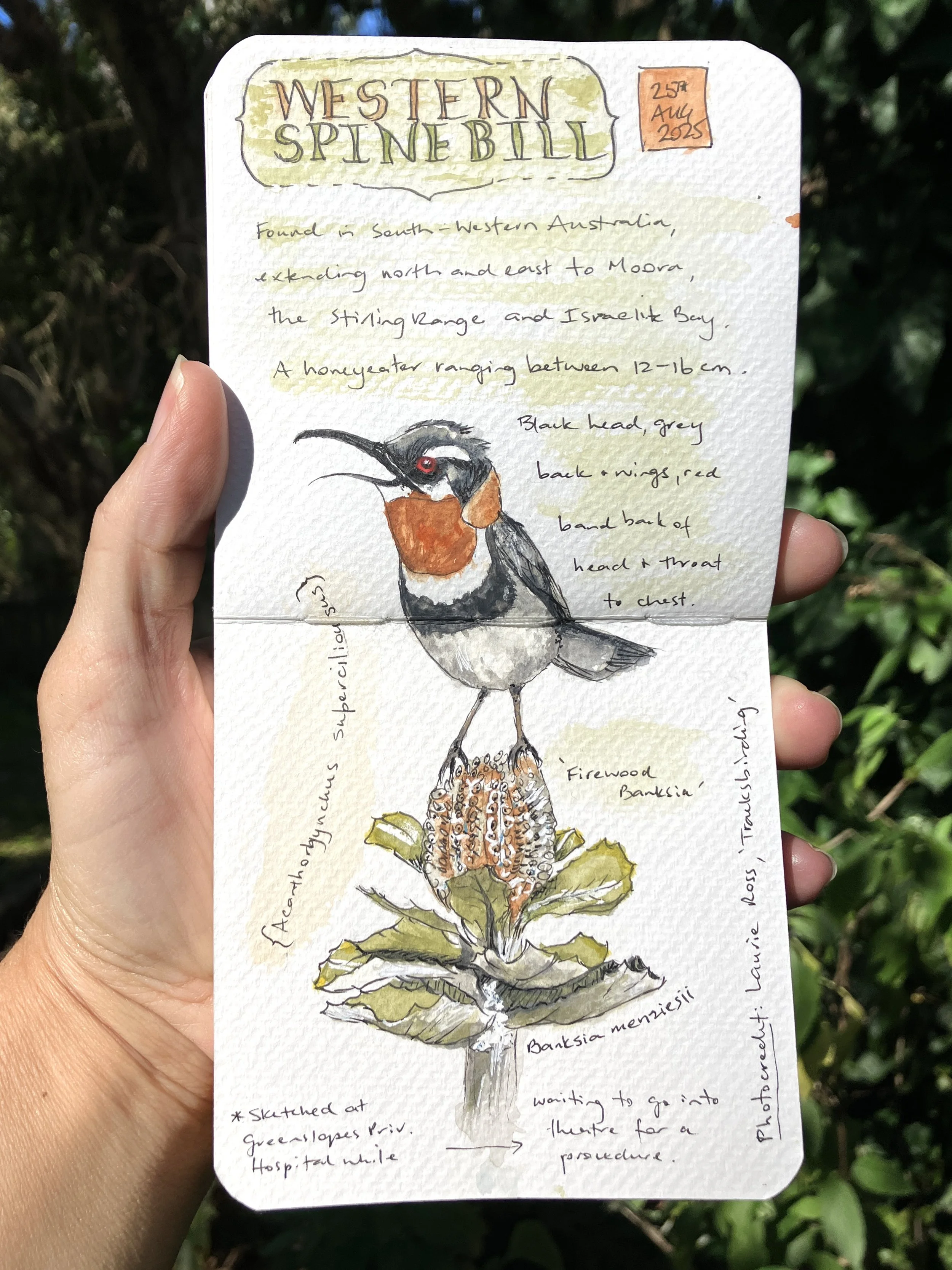 Western Spinebill Nature Journal Page with Watercolour Bird and Botanical Study