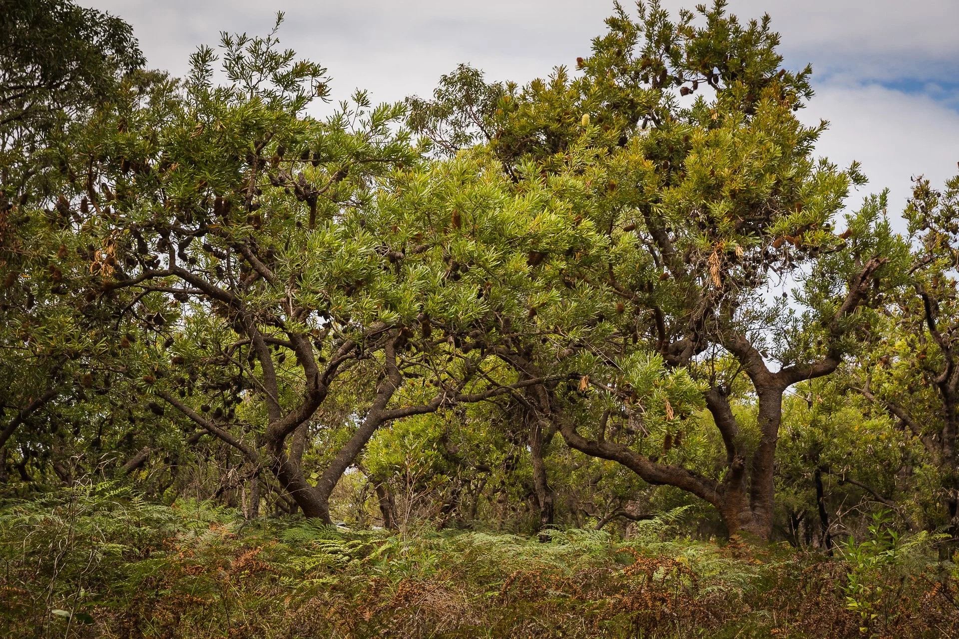 Ancient Wallum Banksia (Wallum aemula) - Pine Ridge Conservation Park, Gold Coast, Qld