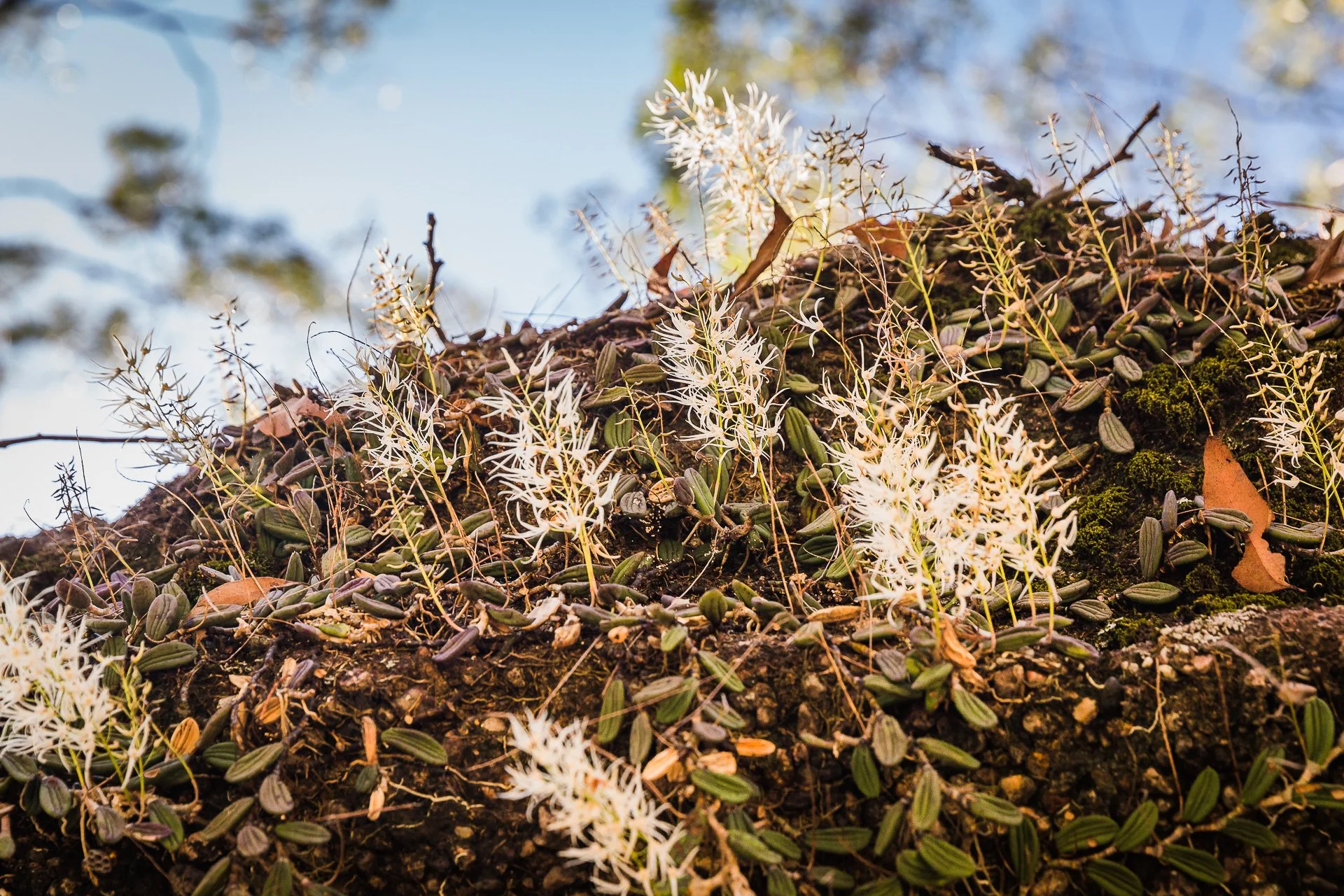 Tongue Orchid - Plunkett's Reserve, Qld