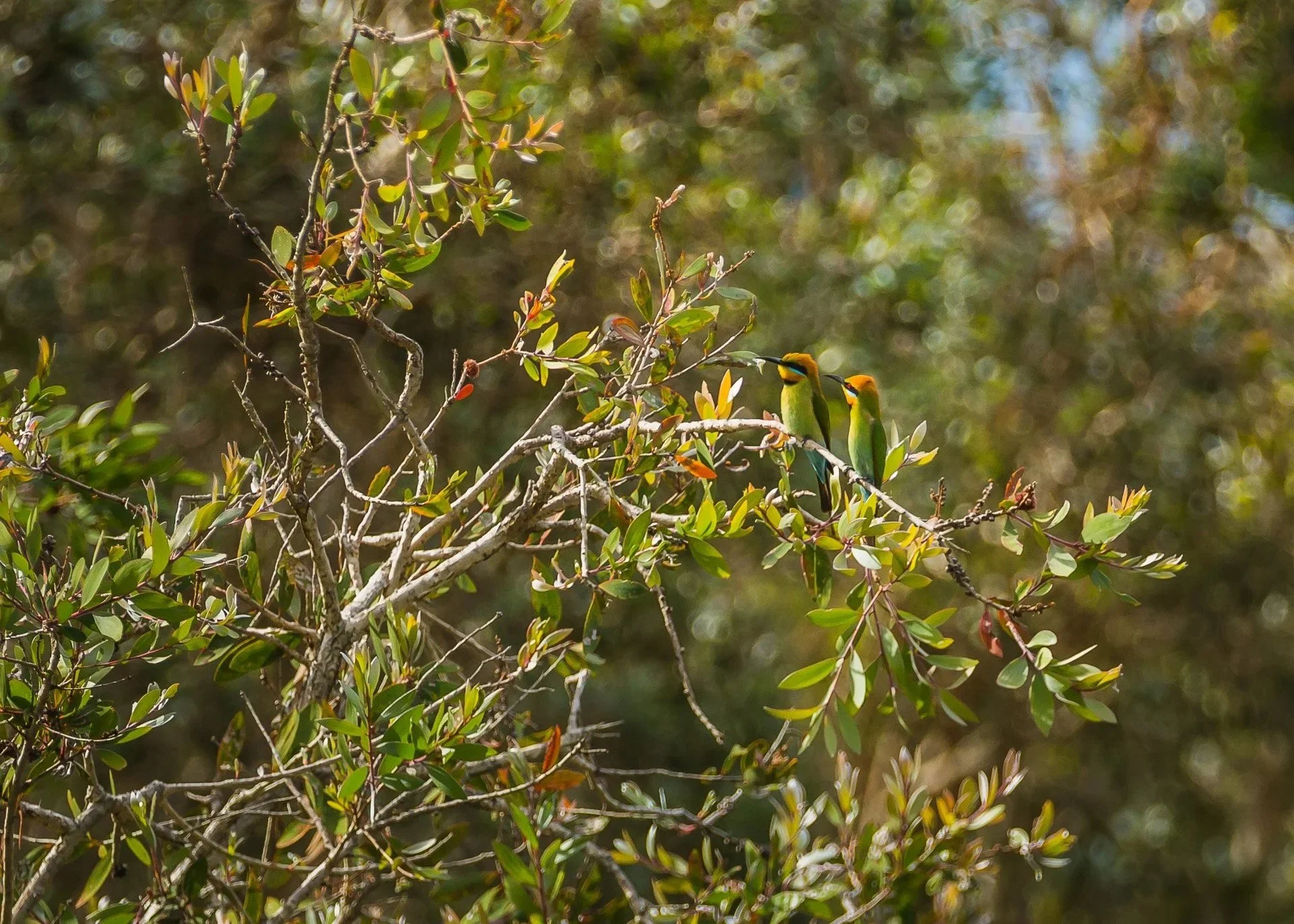 Rainbow Bee Eaters - Lake Cakora, NSW