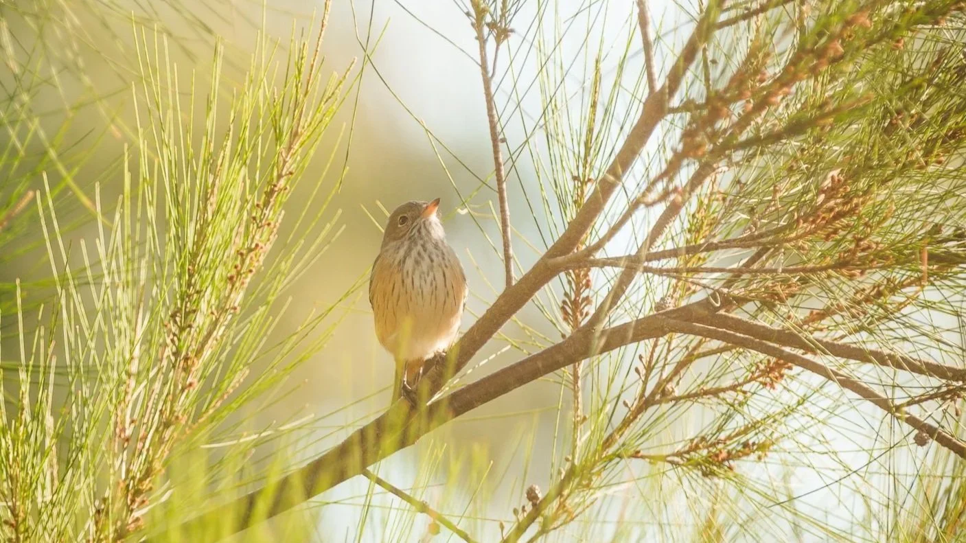 australian brown thornbill stilling on Casuarina branch in soft, golden light of sunrise.